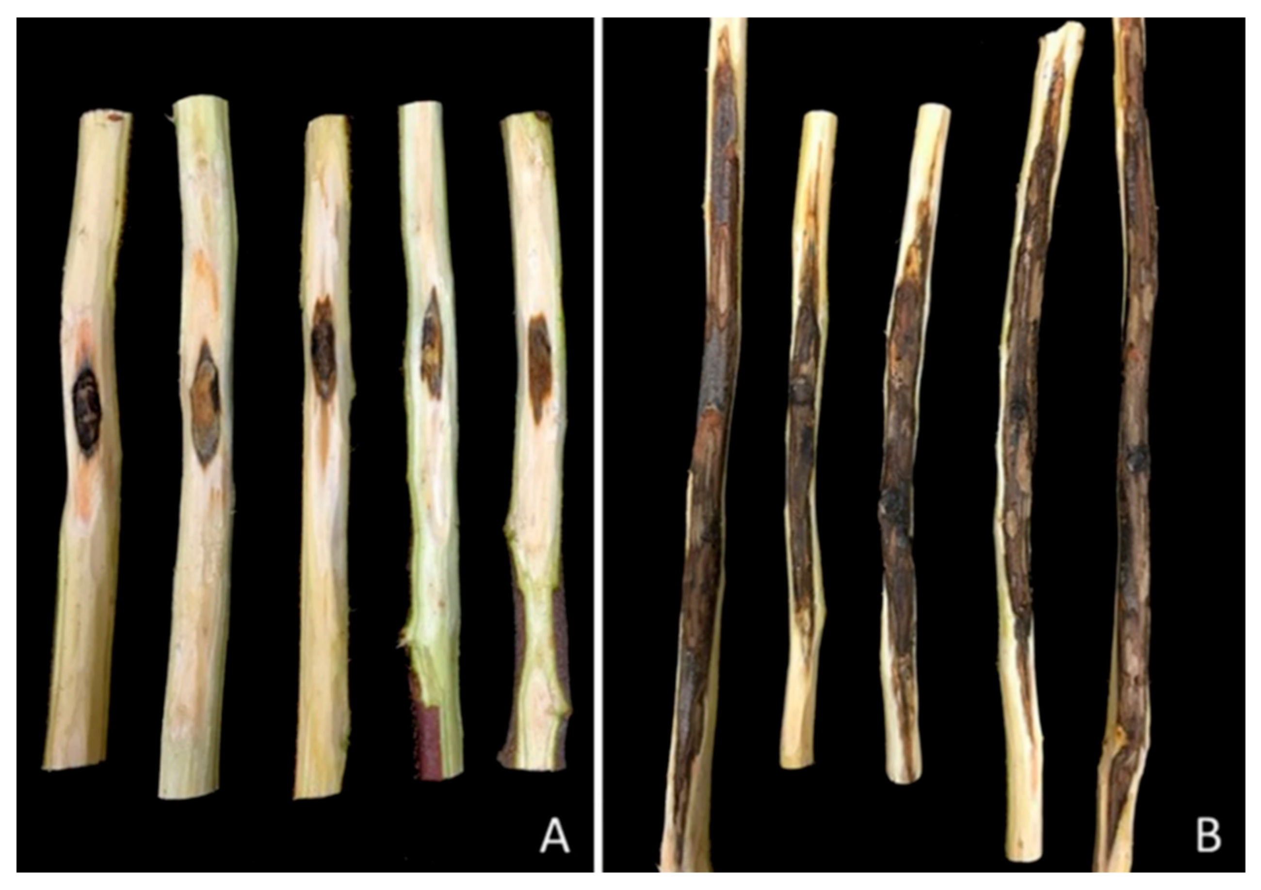 Plants 09 00134 g006 Plants 09 00134 g006