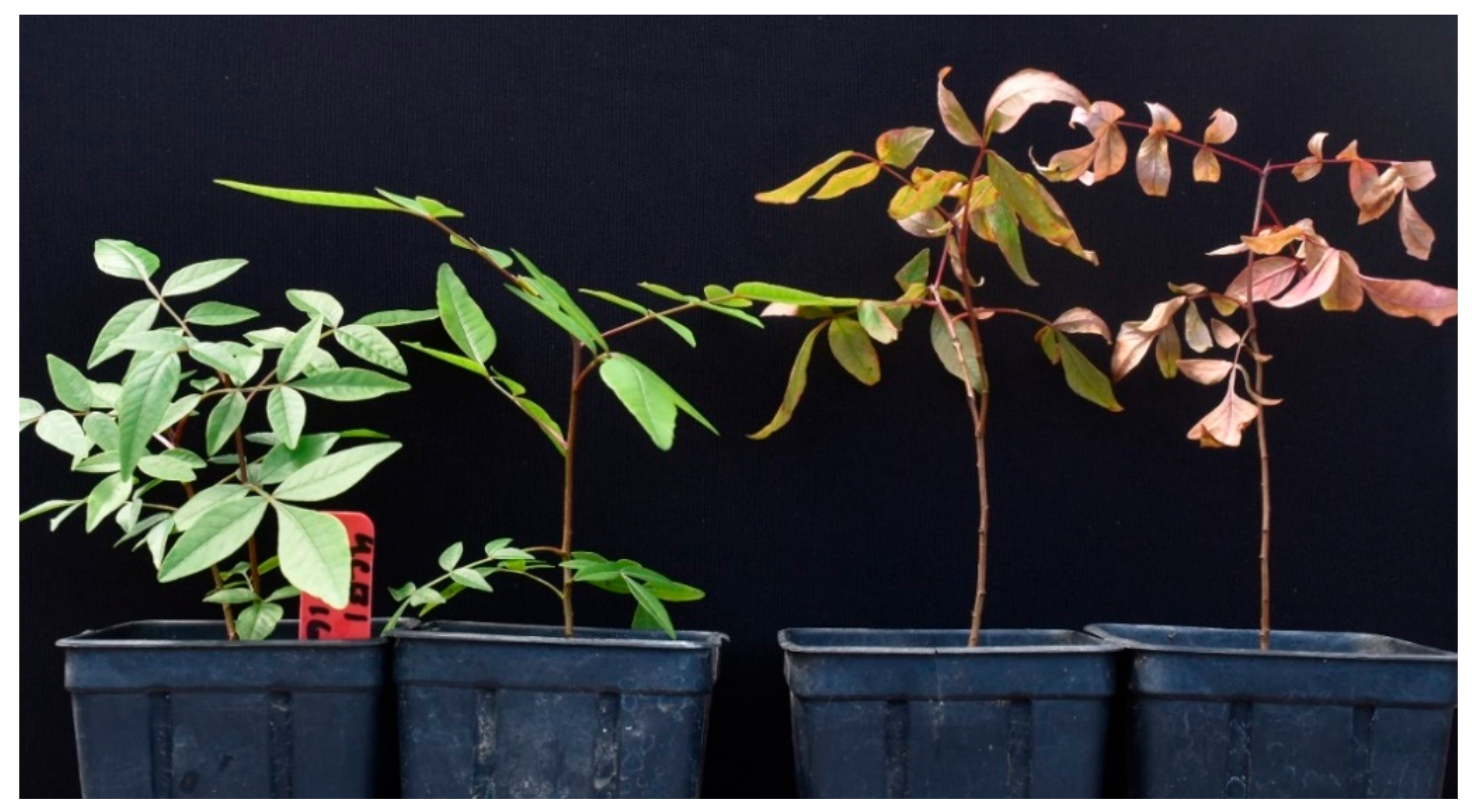 Plants 09 00134 g008 Plants 09 00134 g008