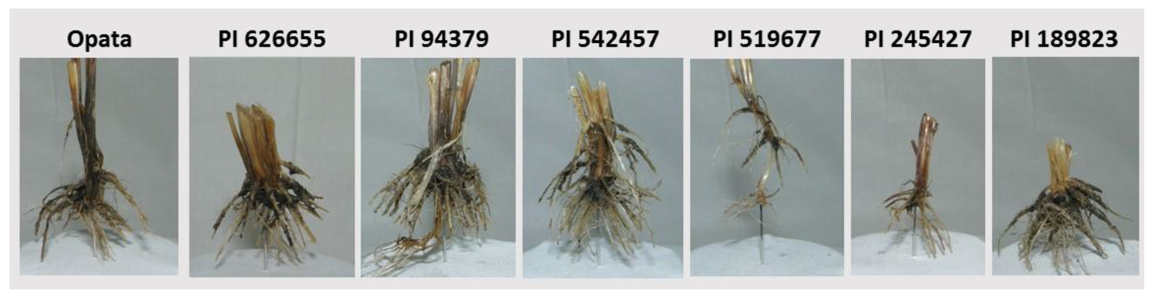 Plants 09 00144 g002