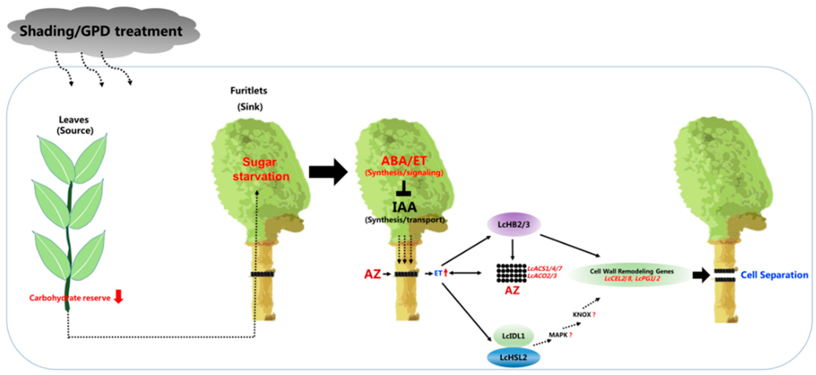 Plants Free Full Text Molecular Events Involved In Fruitlet