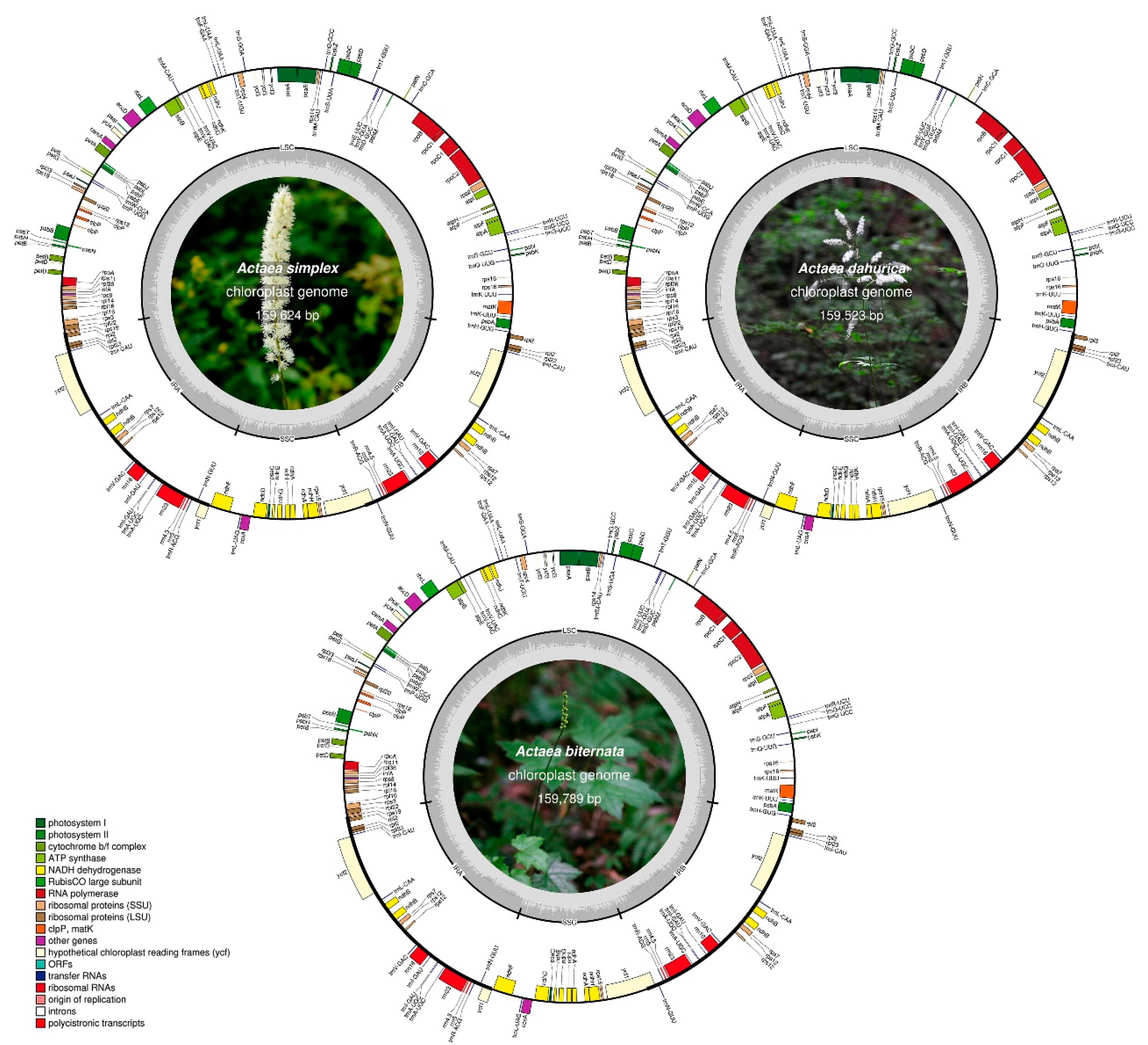 Plants 09 00157 g001 Plants 09 00157 g001