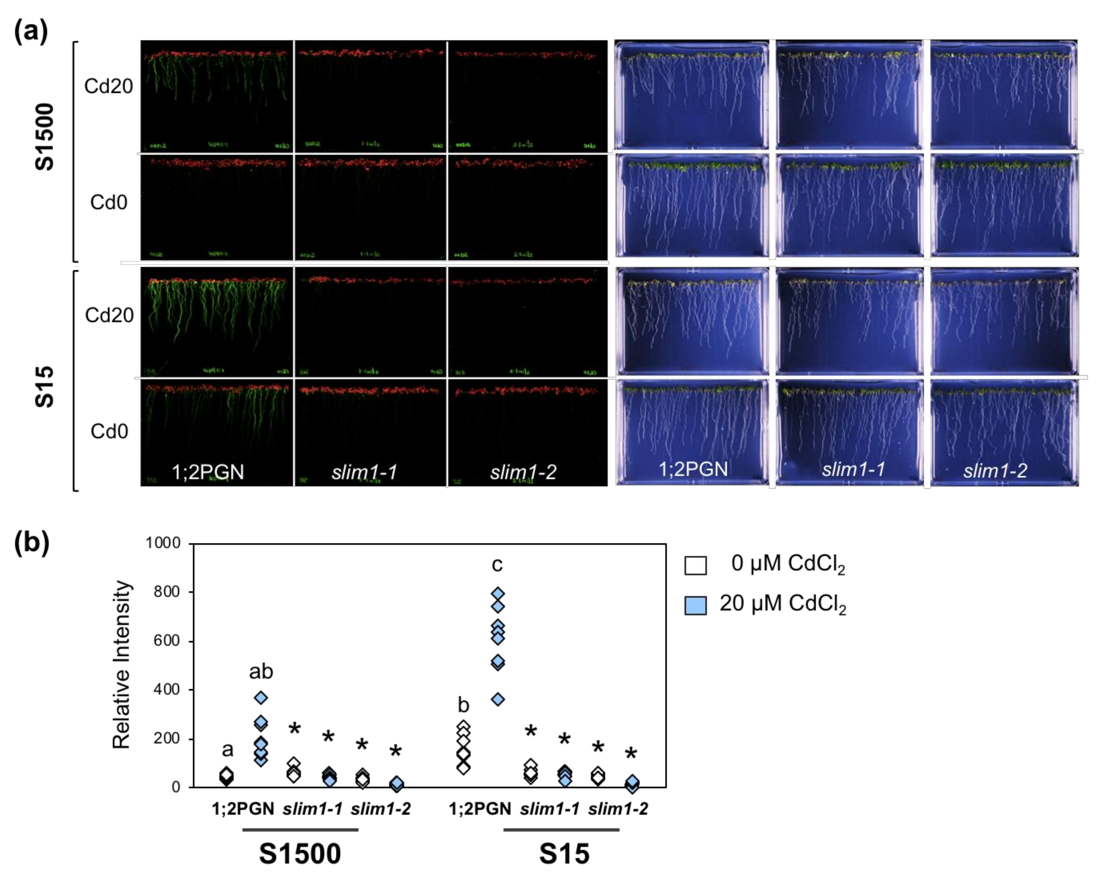 Plants 09 00163 g005