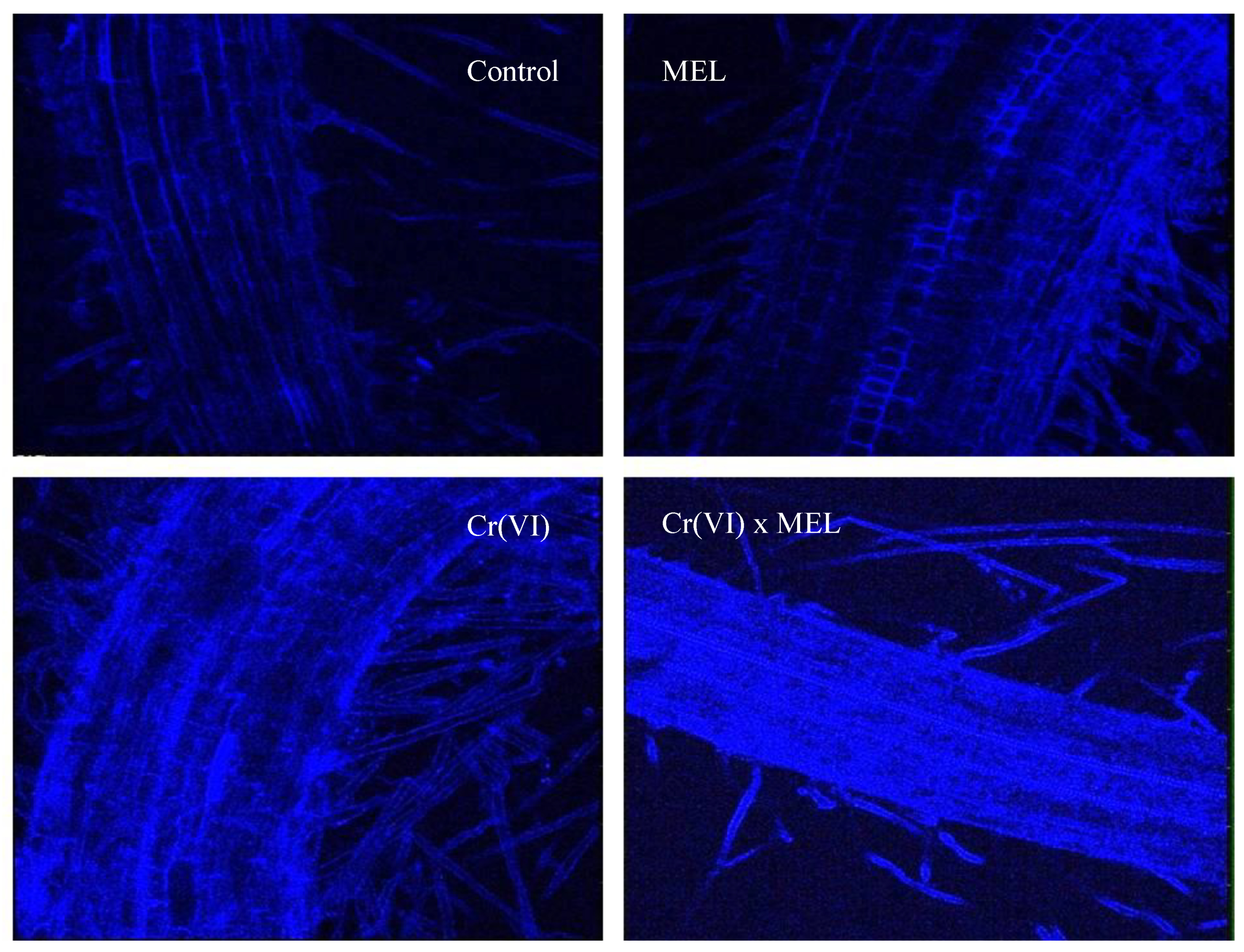 Plants 09 00164 g001
