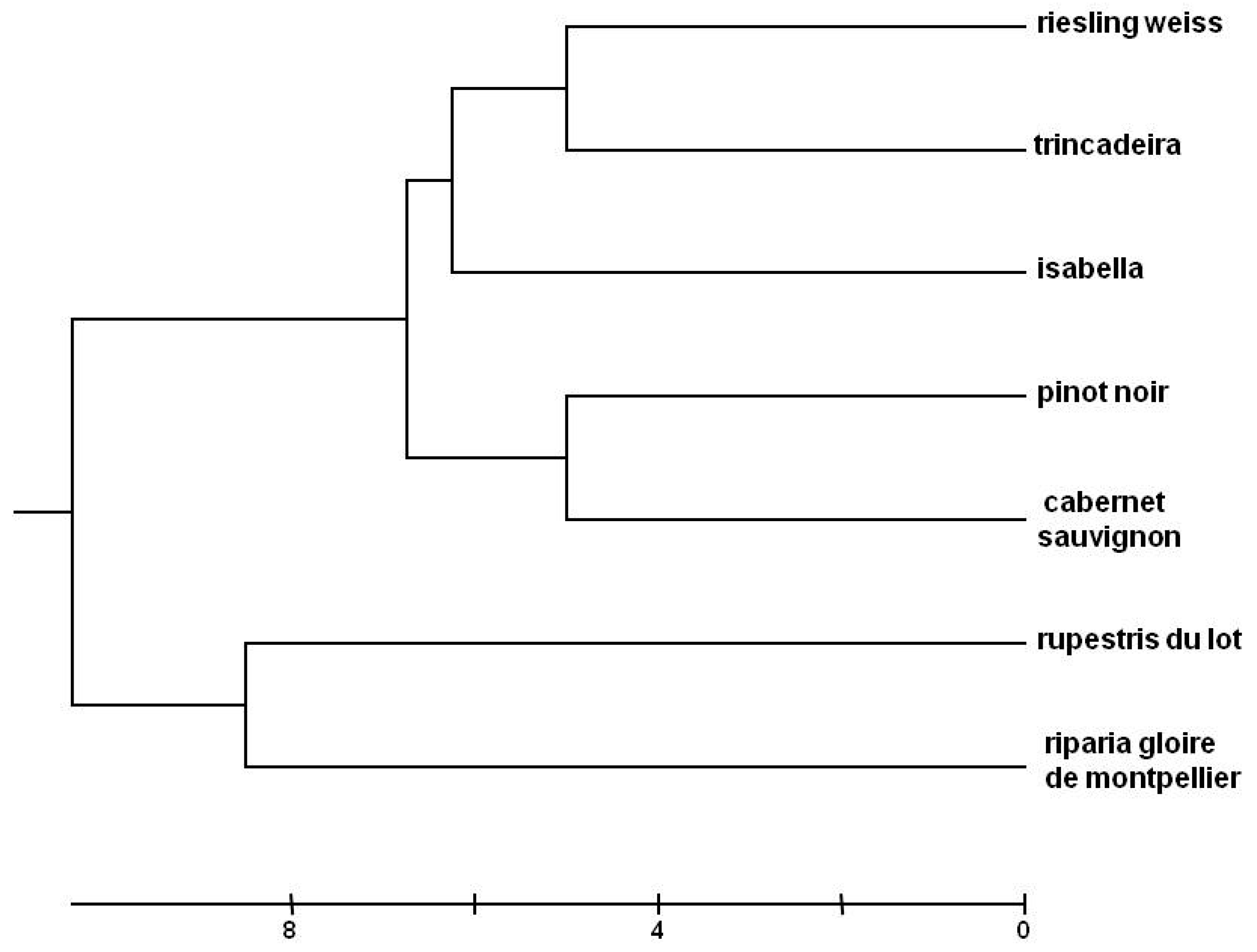 Plants Free Full Text Using Rapid Chlorophyll Fluorescence Transients To Classify Vitis Genotypes Html