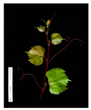 Plants 09 00174 i001