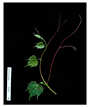 Plants 09 00174 i002