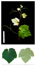 Plants 09 00174 i003