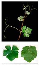 Plants 09 00174 i004