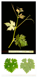 Plants 09 00174 i005