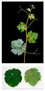 Plants 09 00174 i006