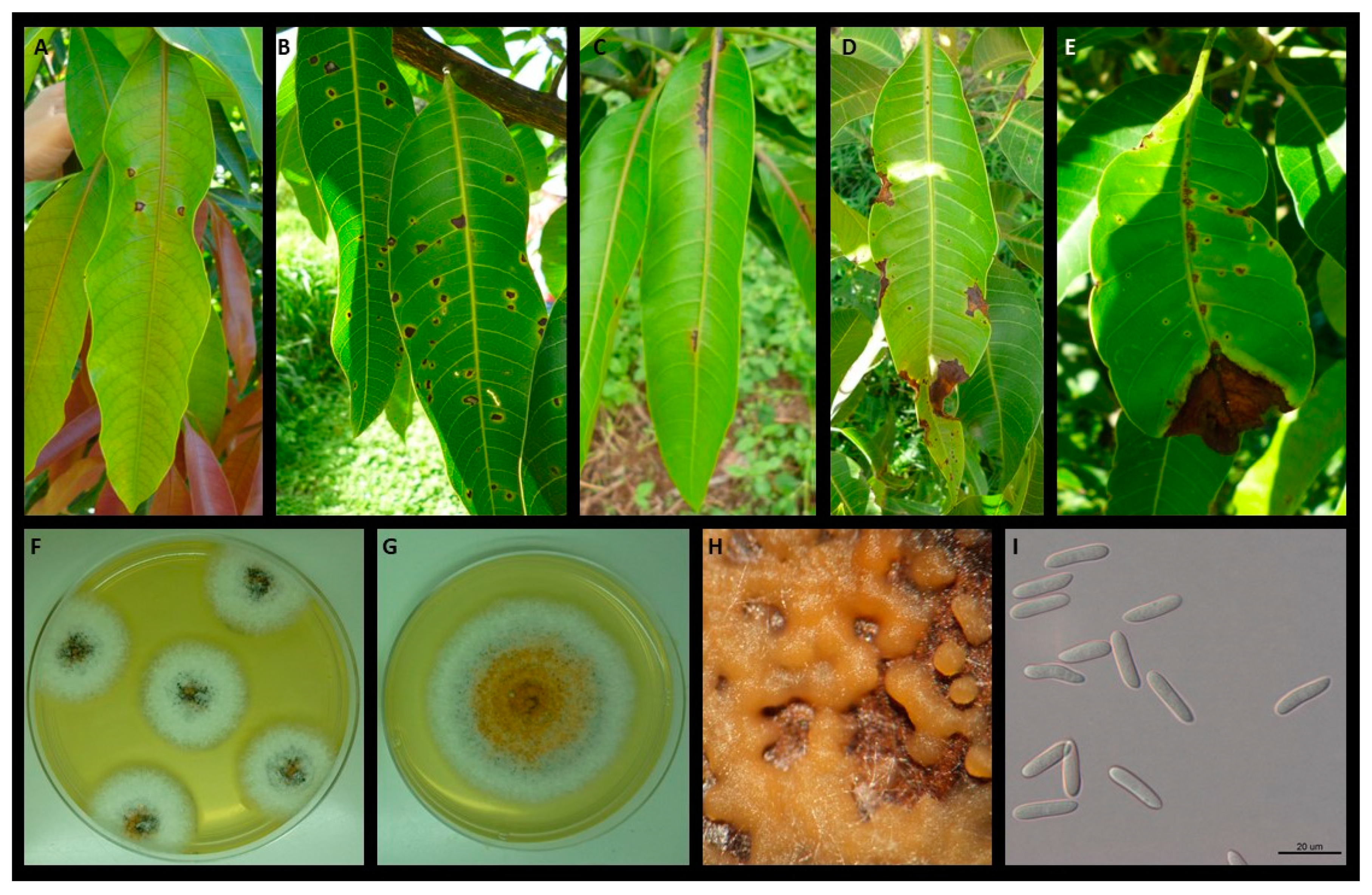 Plants 09 00182 g001 Plants 09 00182 g001