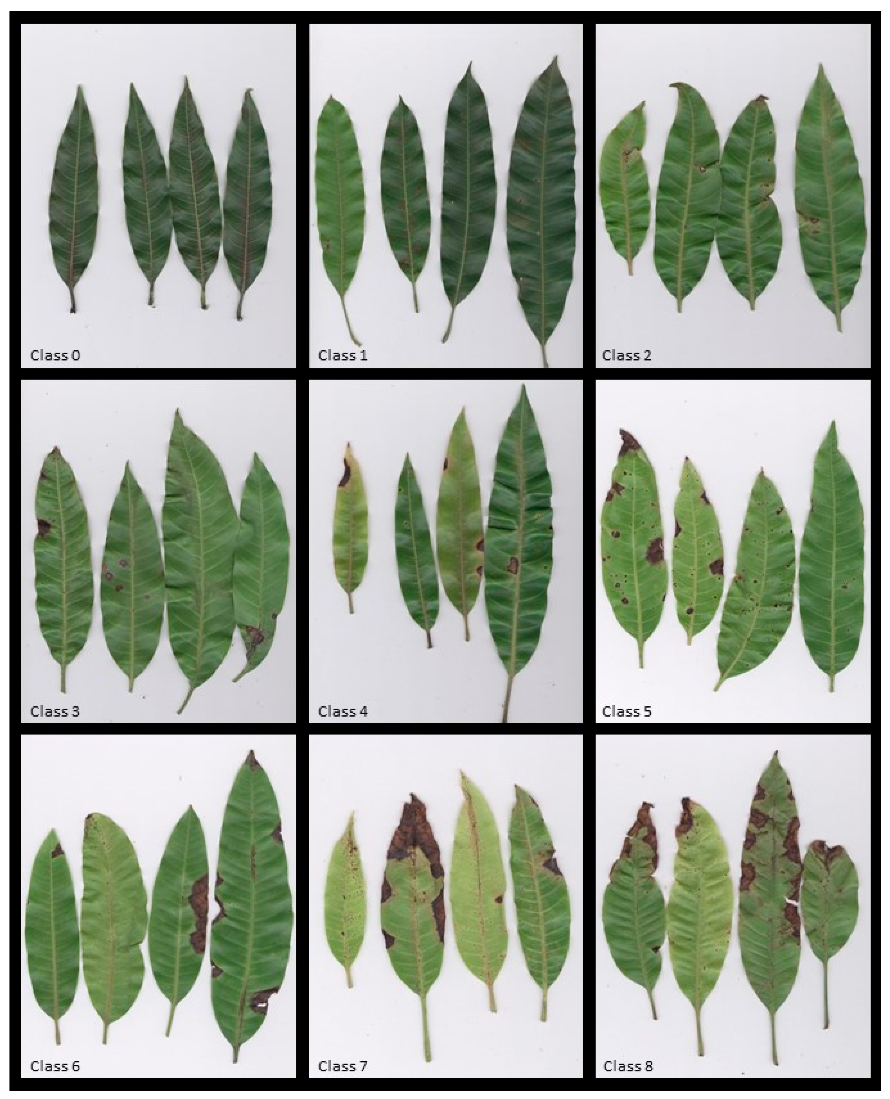 Plants 09 00182 g003 Plants 09 00182 g003