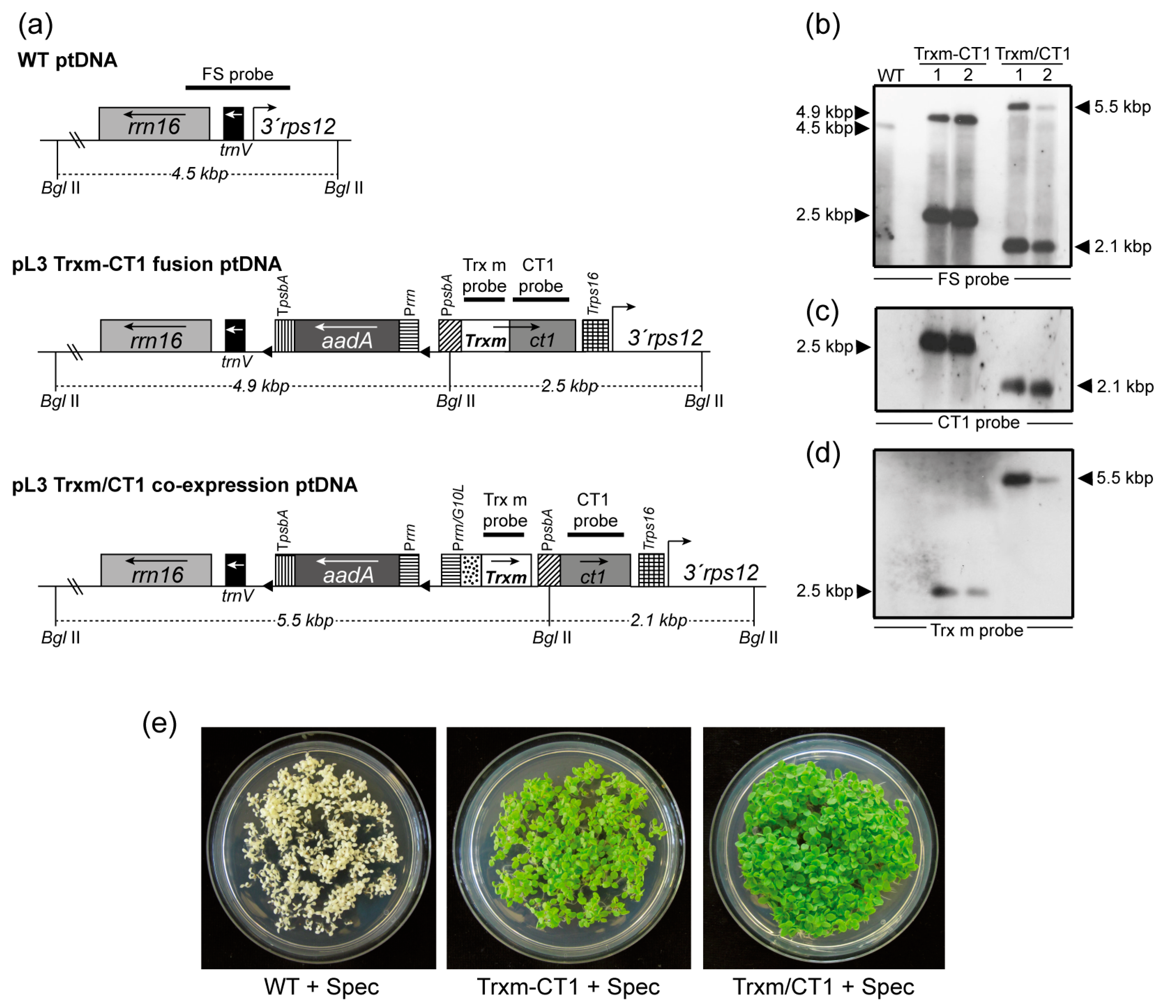 Plants 09 00183 g001 Plants 09 00183 g001