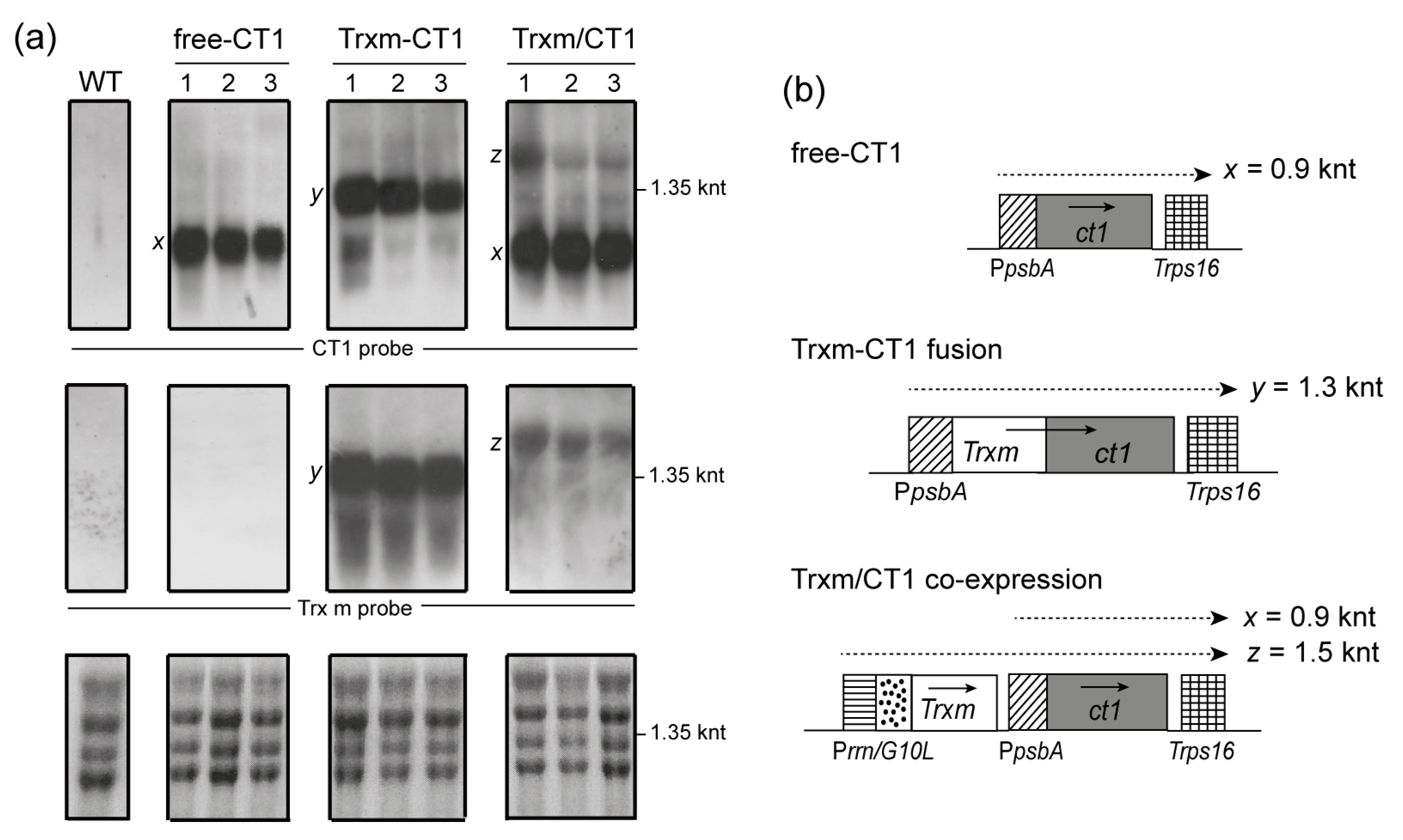 Plants 09 00183 g003 Plants 09 00183 g003