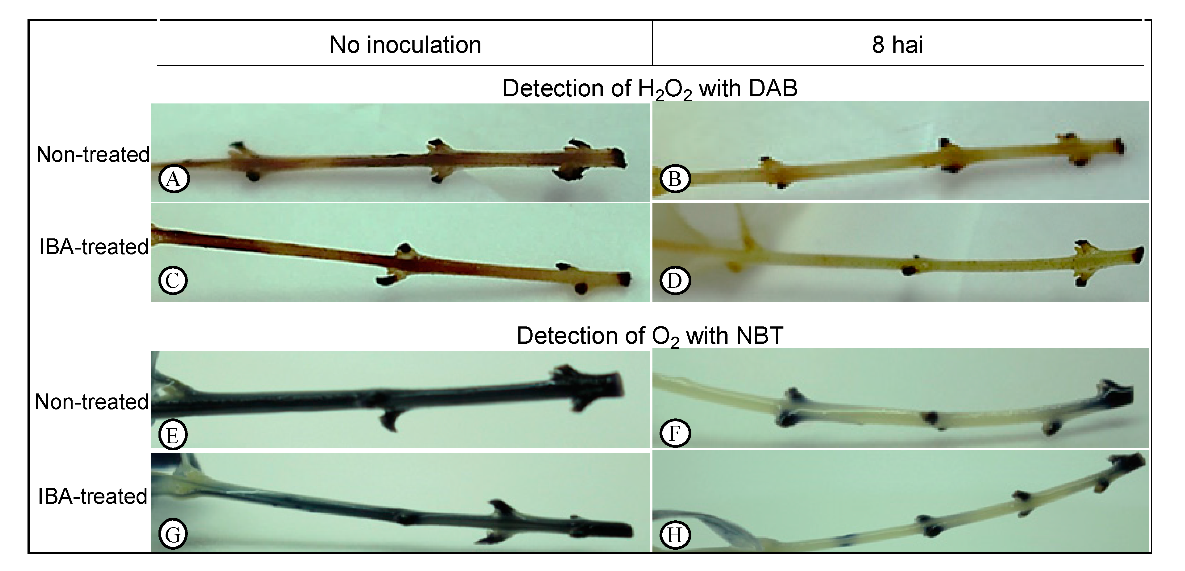 Plants 09 00185 g002 Plants 09 00185 g002