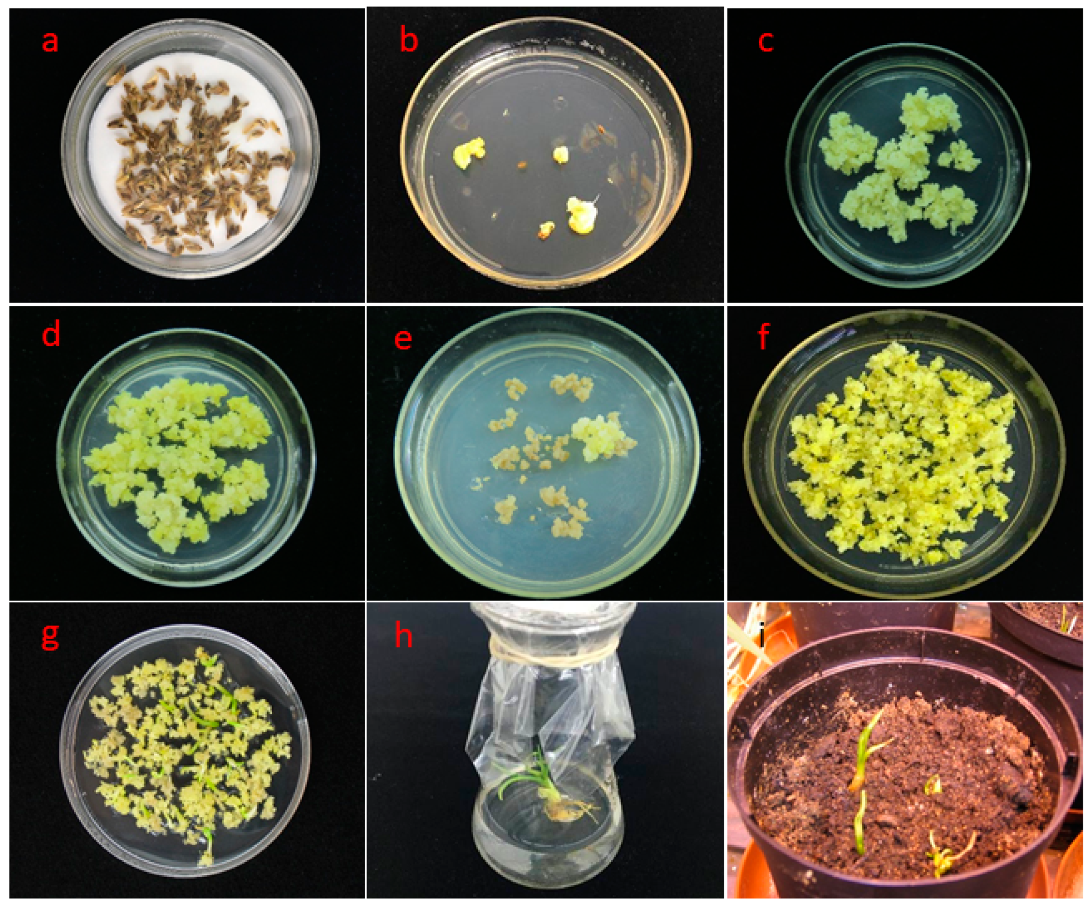 Plants 09 00191 g003