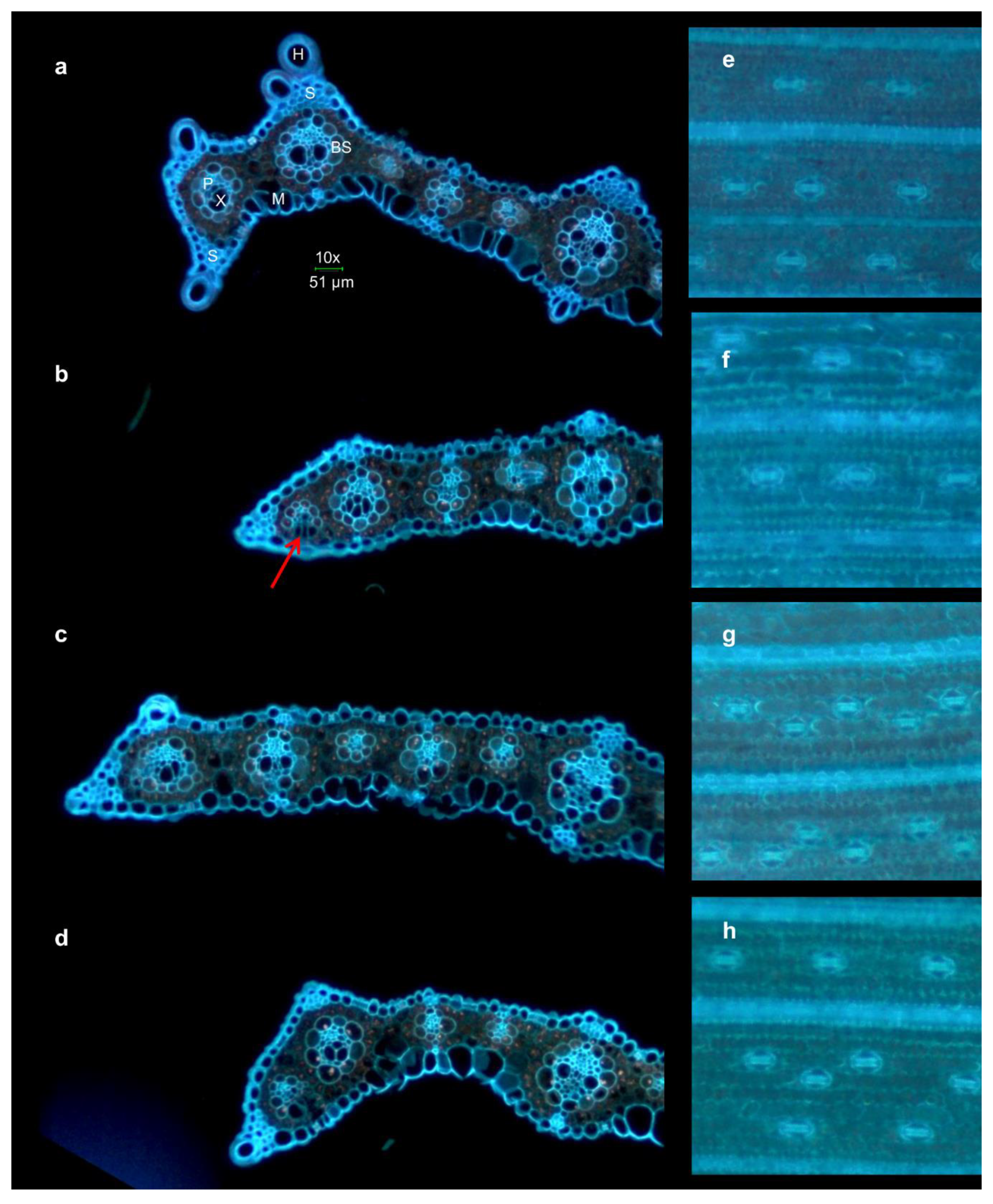 Plants 09 00194 g007