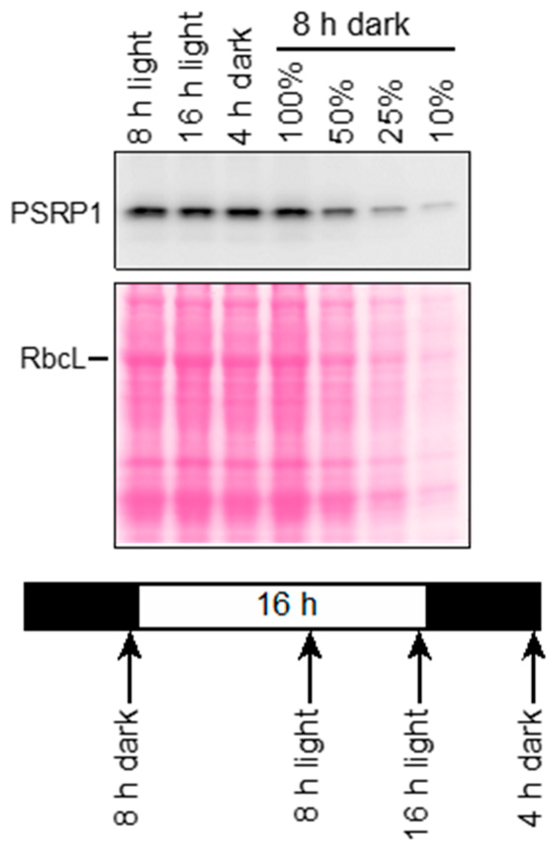 Plants 09 00209 g001