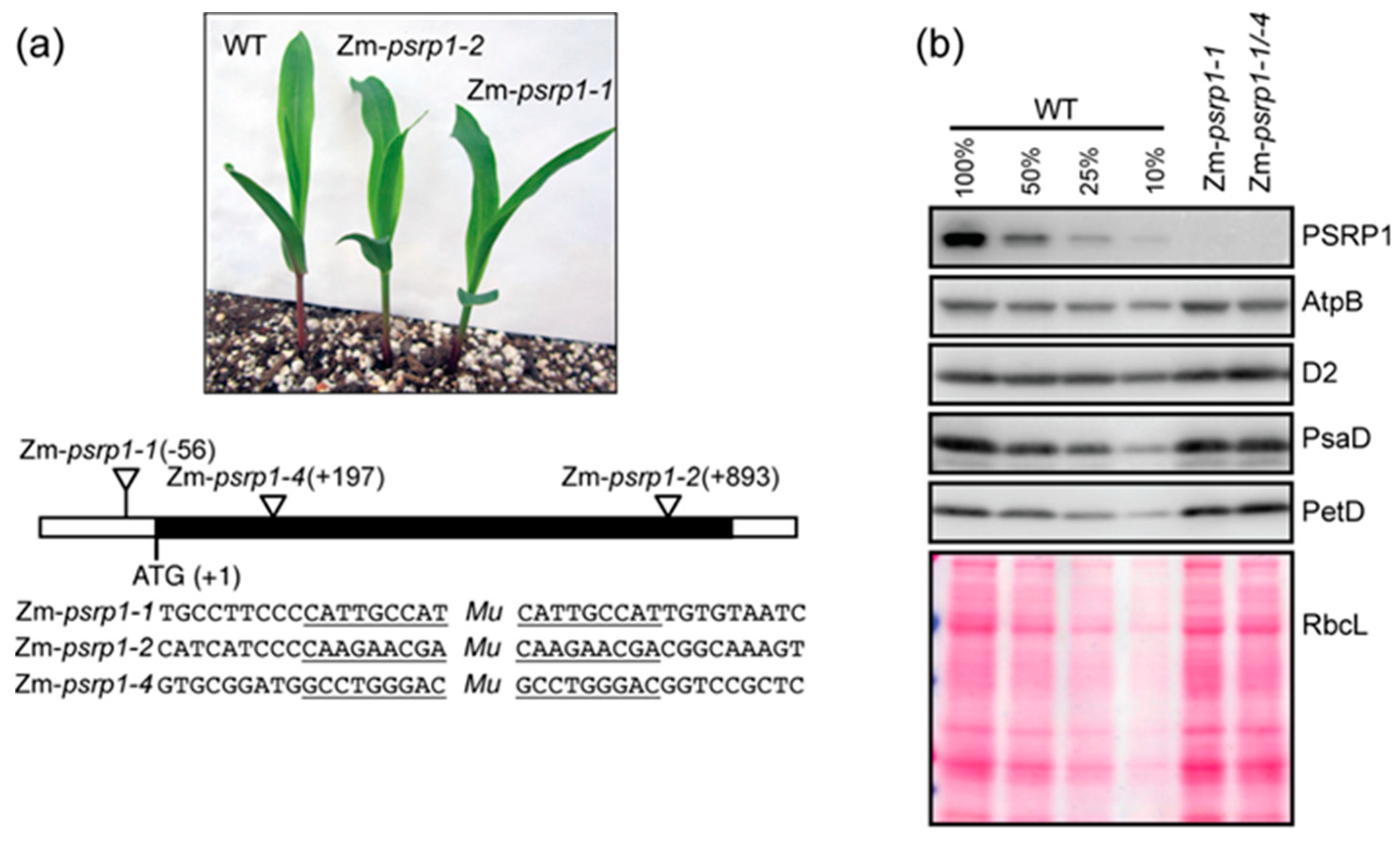 Plants 09 00209 g003