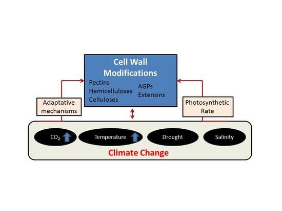 Plants Free Full Text Plant Cell Walls Tackling Climate Change Biotechnological Strategies To Improve Crop Adaptations And Photosynthesis In Response To Global Warming Html