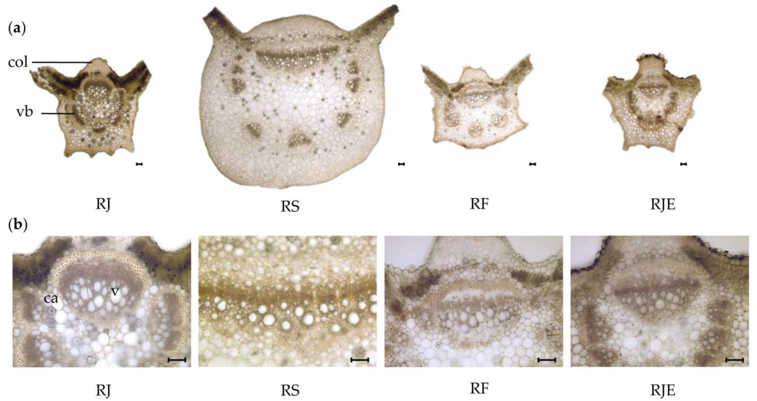 Plants 09 00222 g002 Plants 09 00222 g002