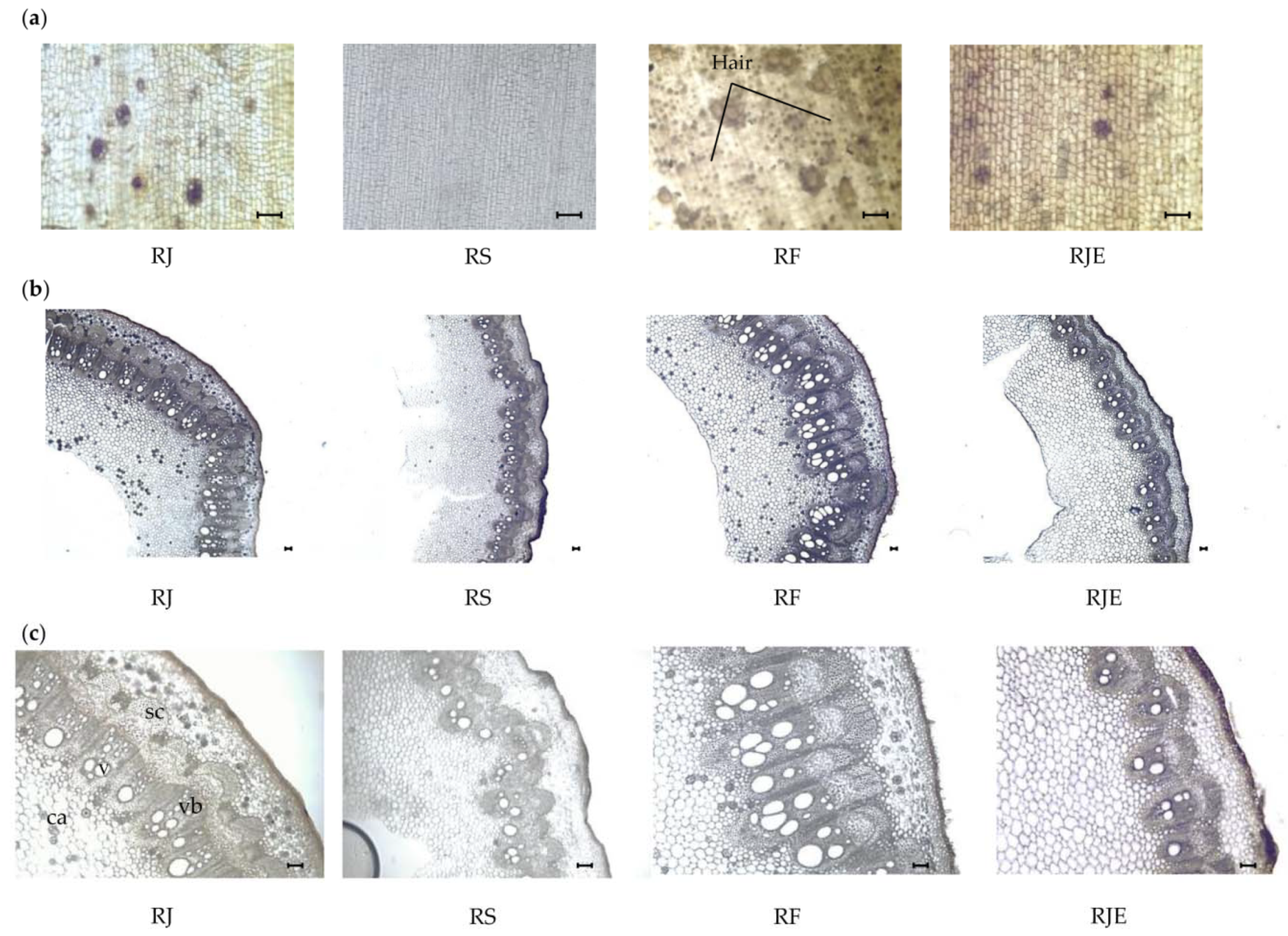 Plants 09 00222 g004 Plants 09 00222 g004