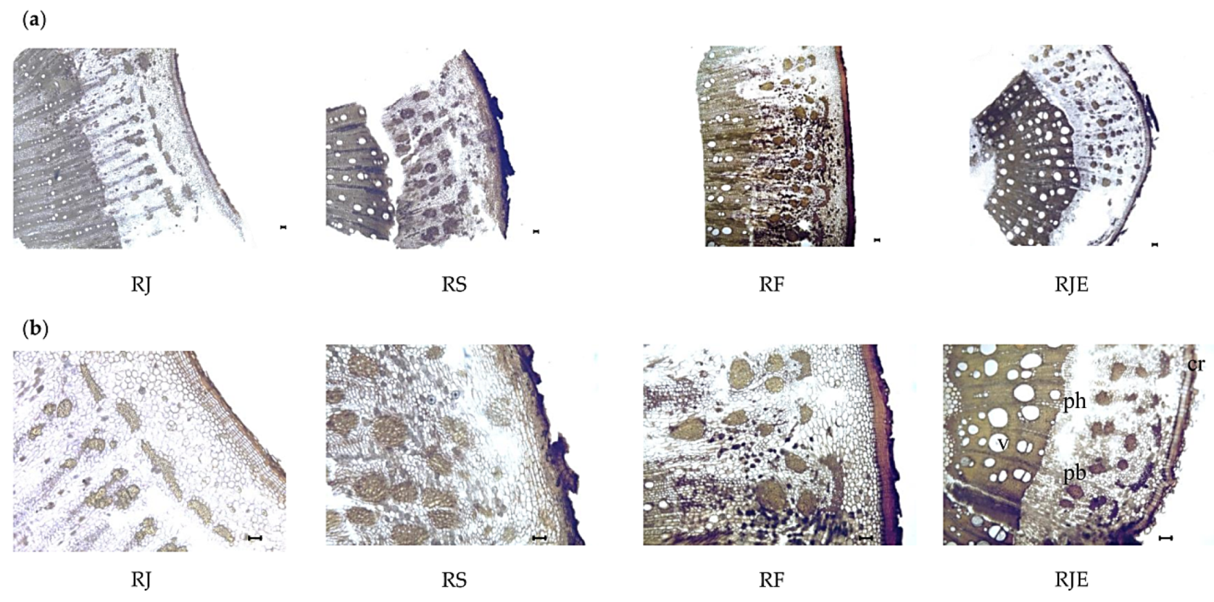 Plants 09 00222 g005 Plants 09 00222 g005