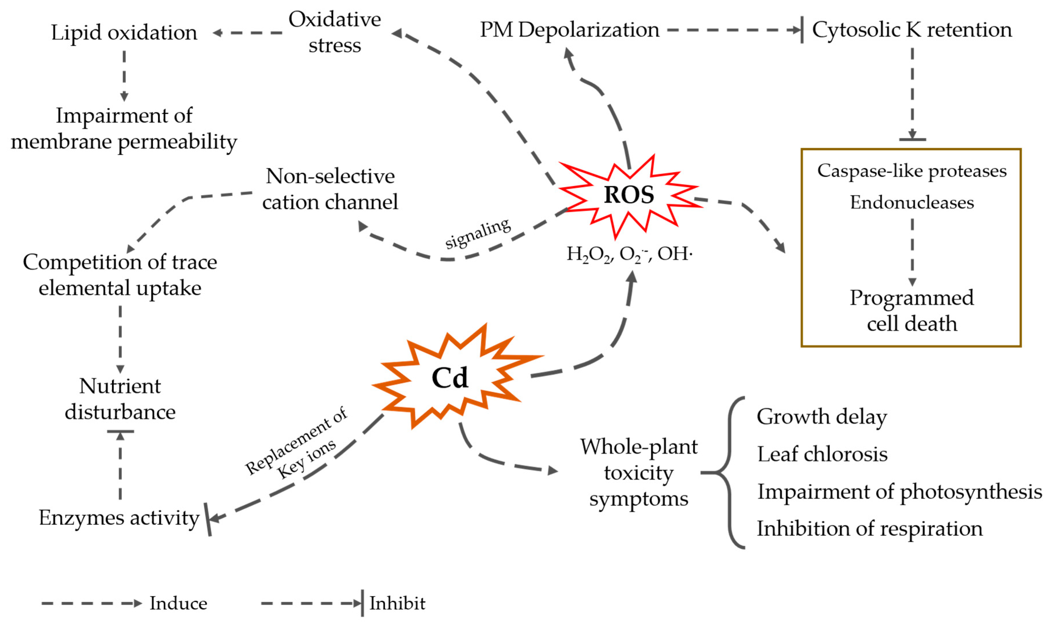 Plants Free FullText Reducing Cadmium Accumulation in Plants