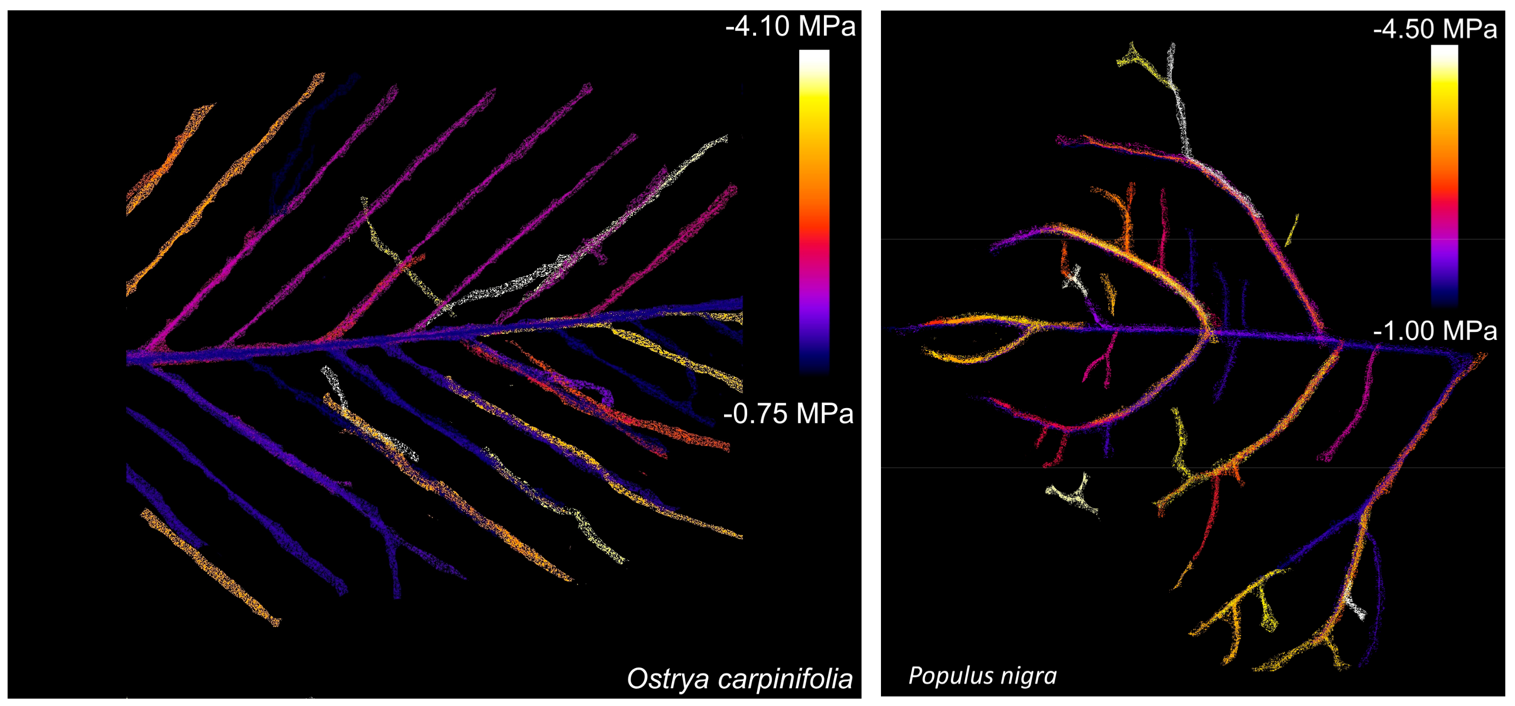 Plants 09 00234 g002