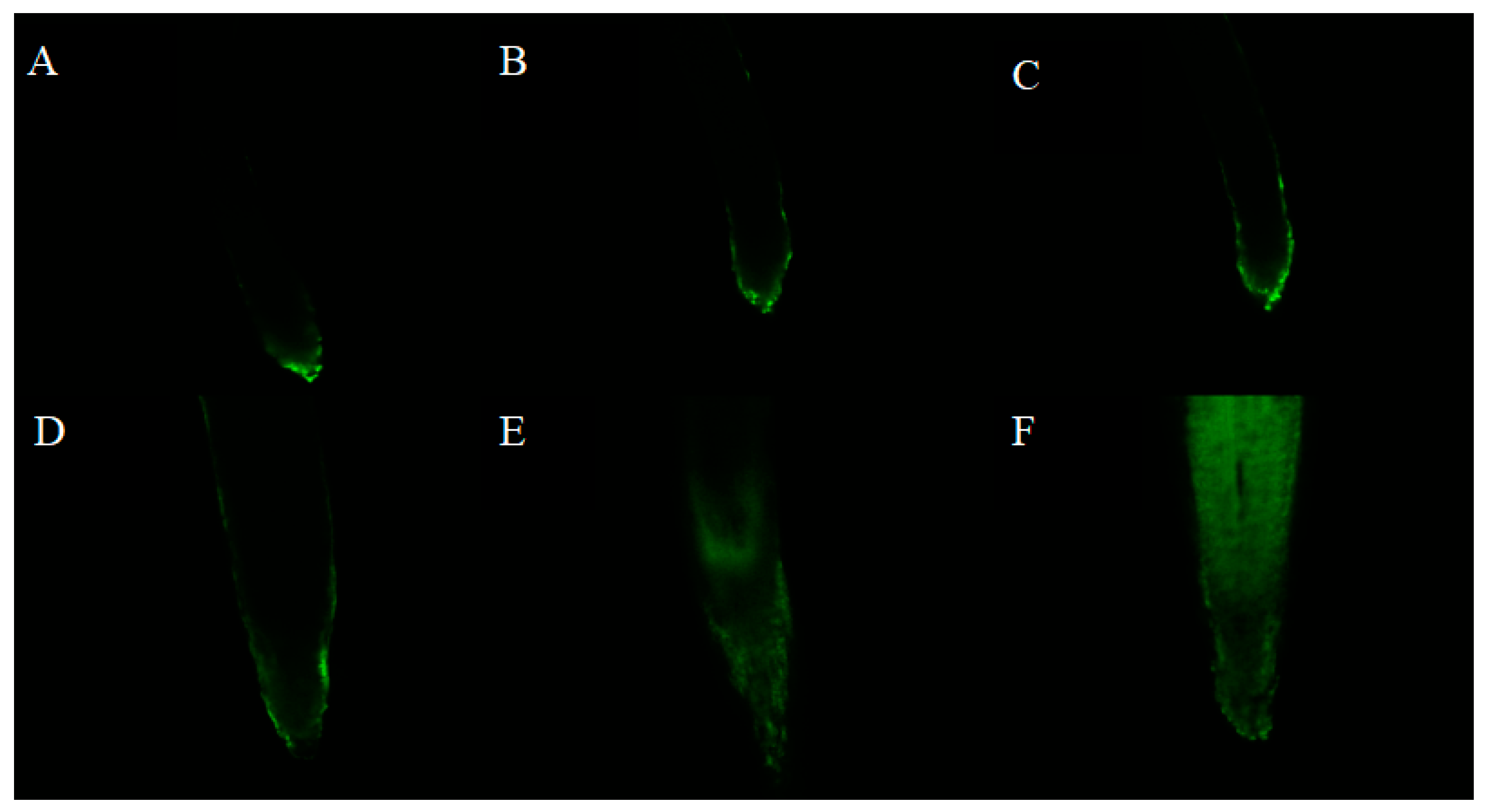 Plants 09 00245 g004 Plants 09 00245 g004