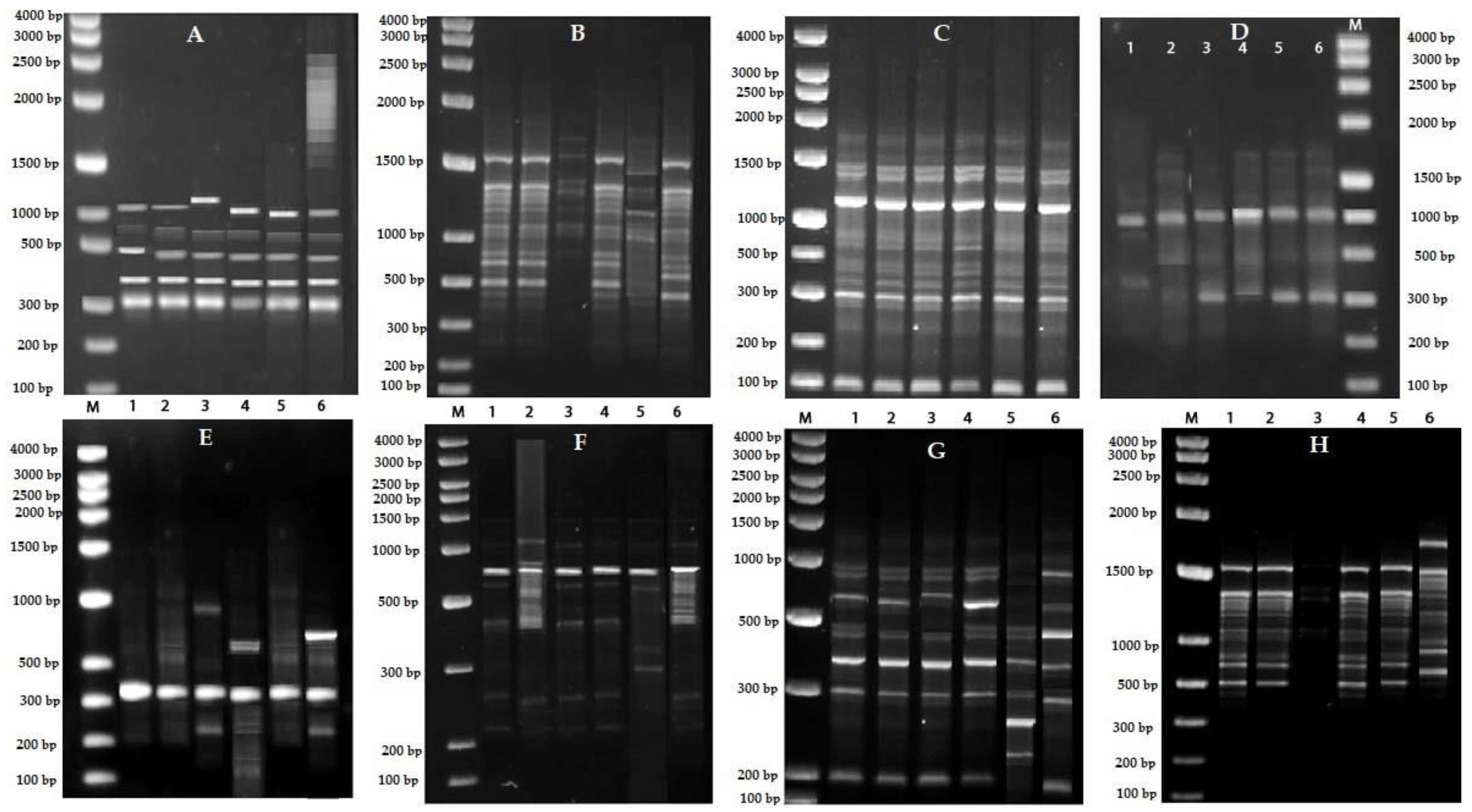 Plants 09 00246 g002 Plants 09 00246 g002