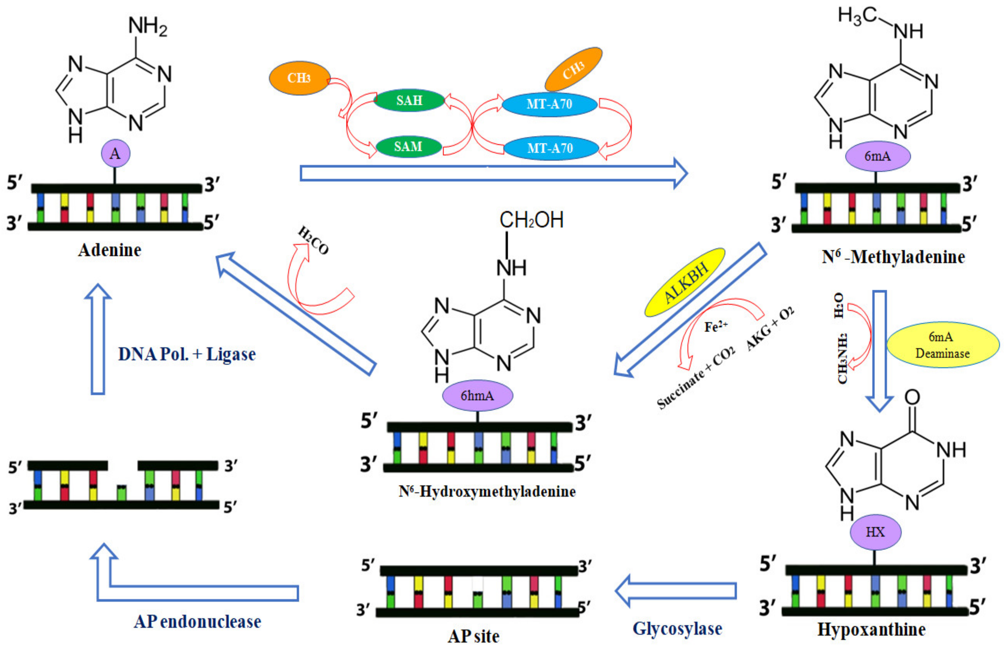 Аденозин превращается в аденин. Метионин предполагаемый участок ДНК. ДНК n6-метиладенин (6ma). Аденин и аденозин.