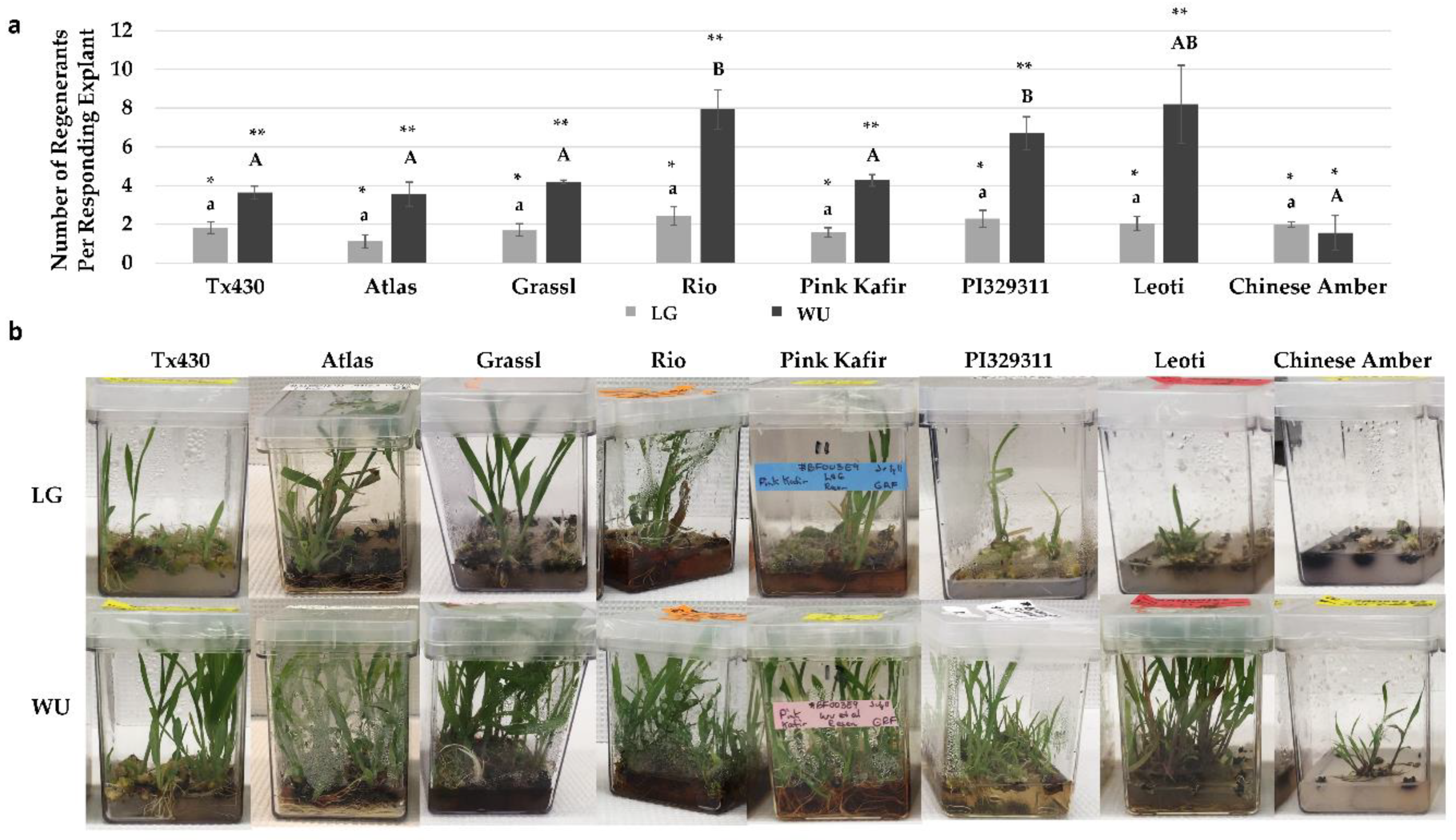 Plants 09 00248 g005