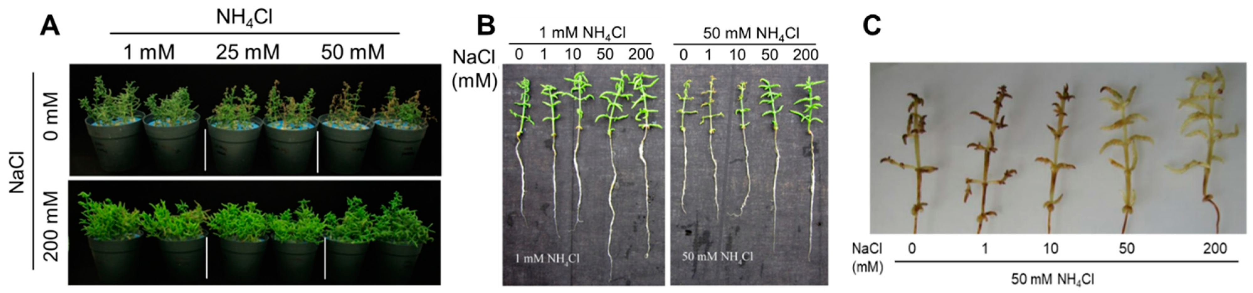 Plants 09 00257 g002 Plants 09 00257 g002