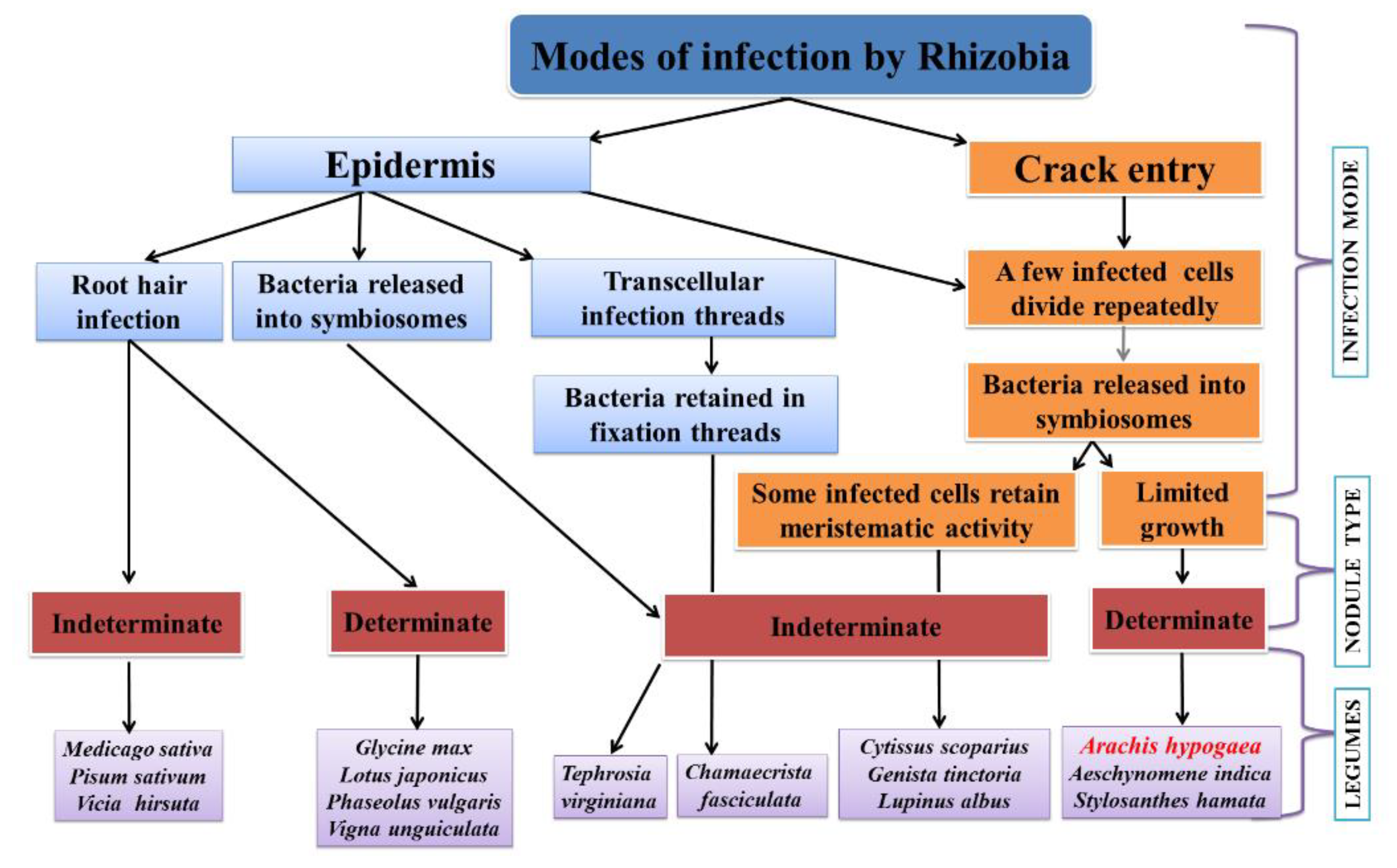 Plants 09 00276 g001 Plants 09 00276 g001