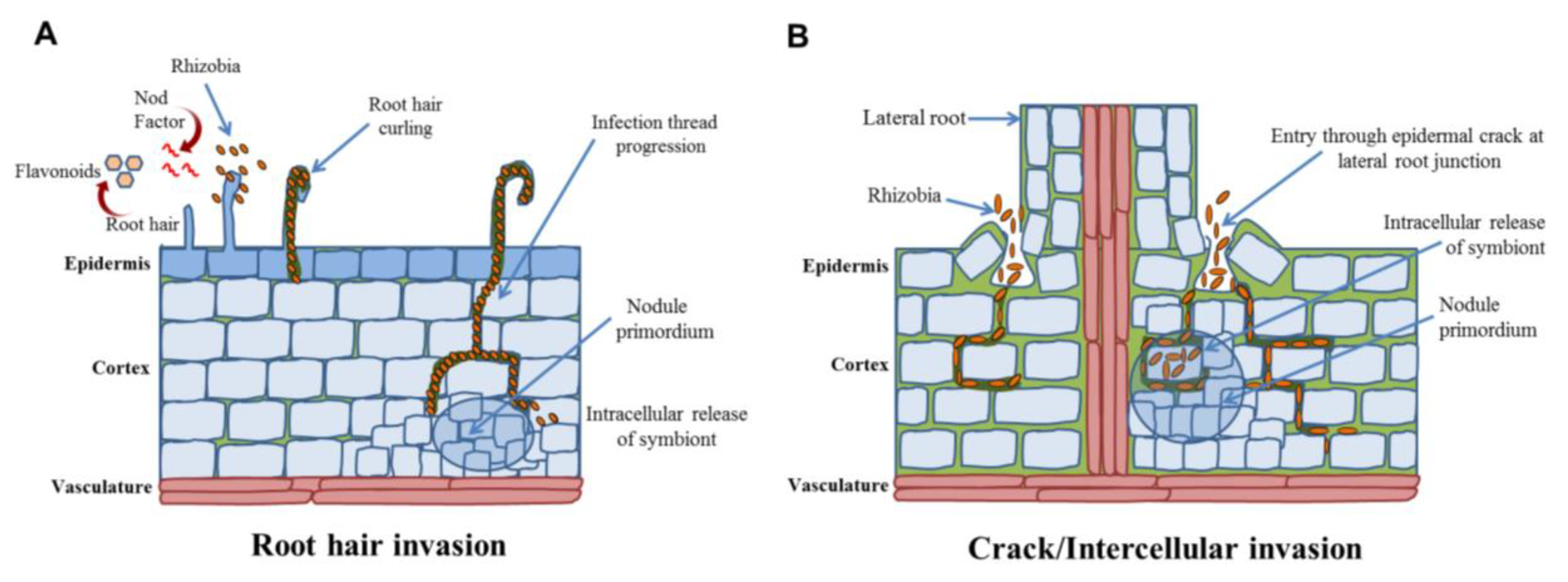 Plants 09 00276 g002 Plants 09 00276 g002