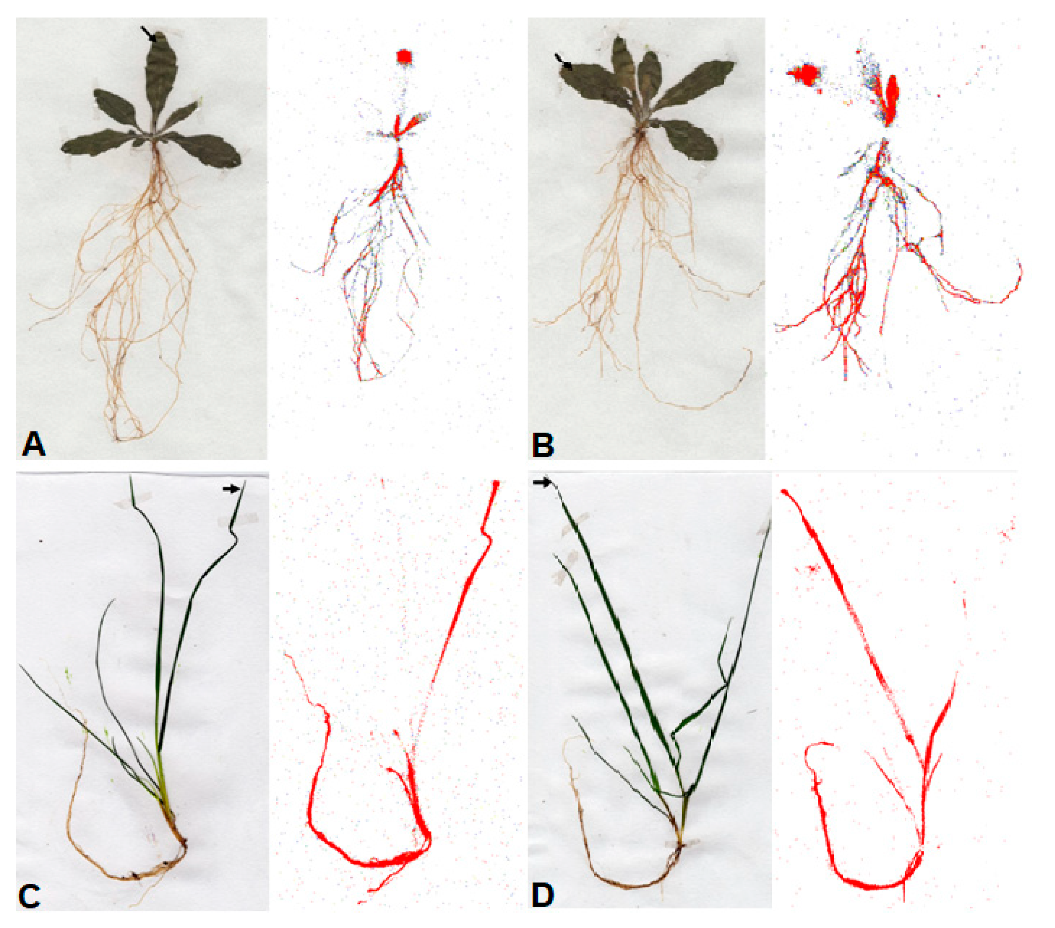 Plants 09 00297 g003