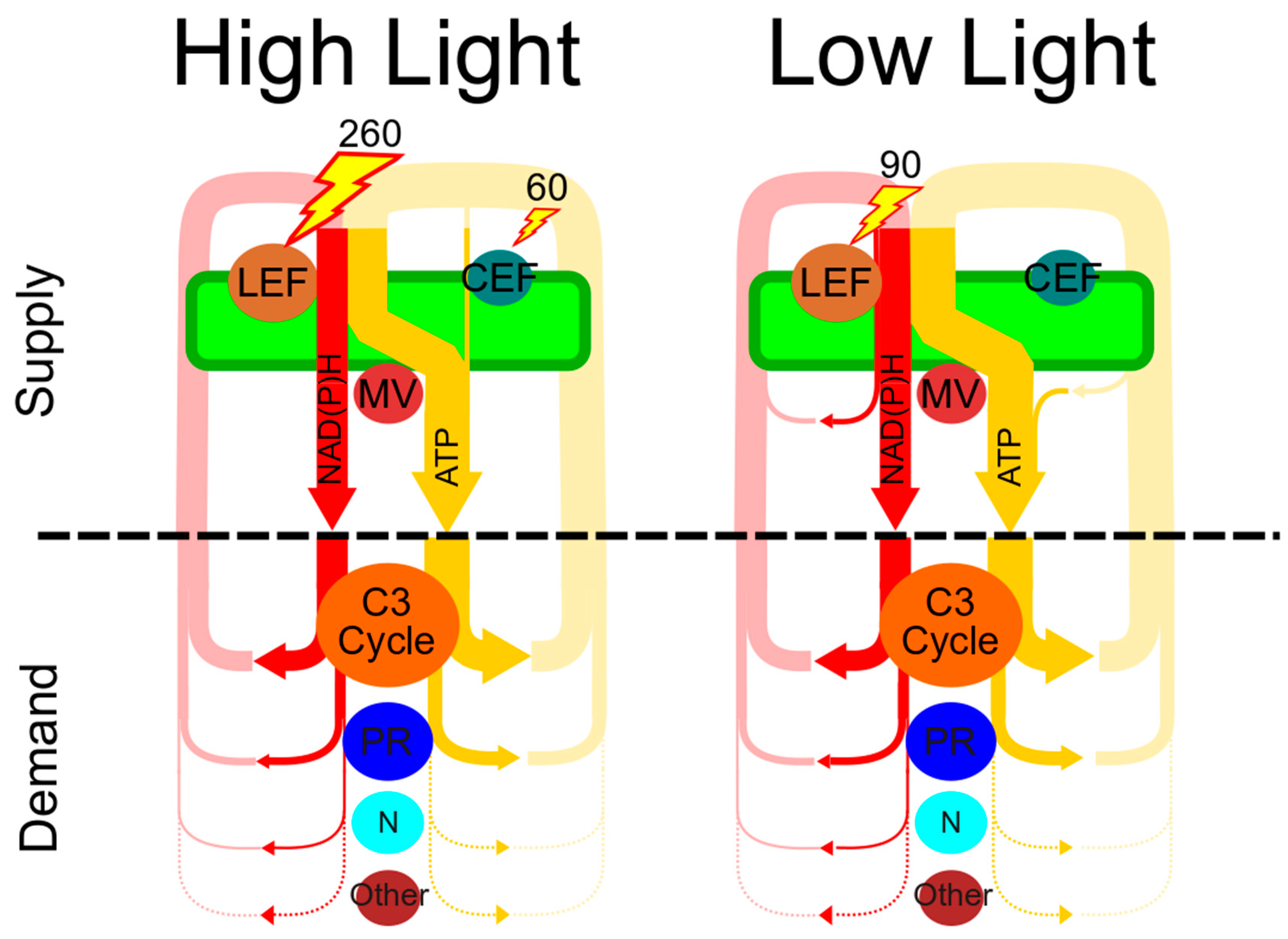Plants Free Full Text Flexibility In The Energy Balancing Network Of Photosynthesis Enables Safe Operation Under Changing Environmental Conditions Html