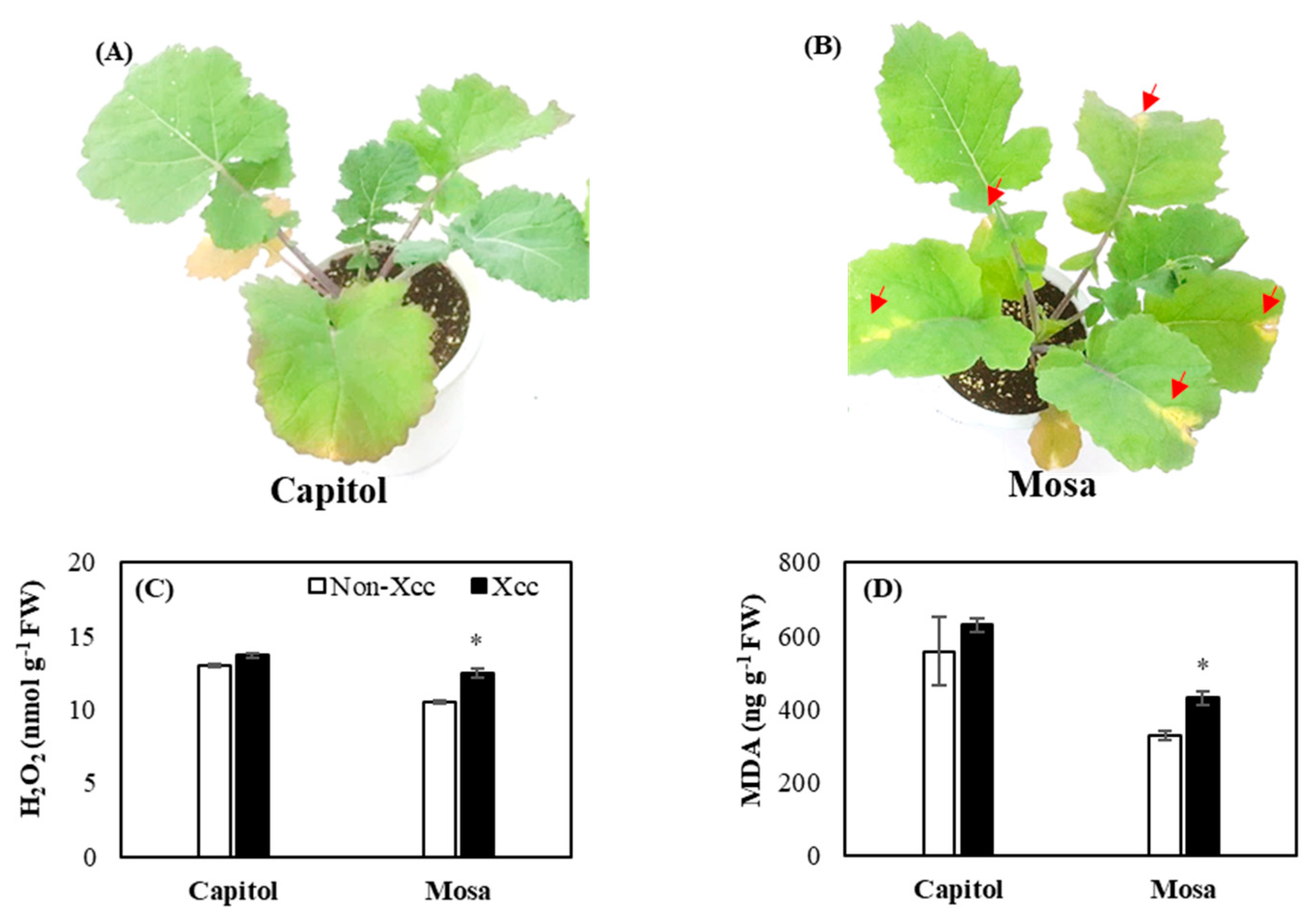 Plants 09 00303 g001