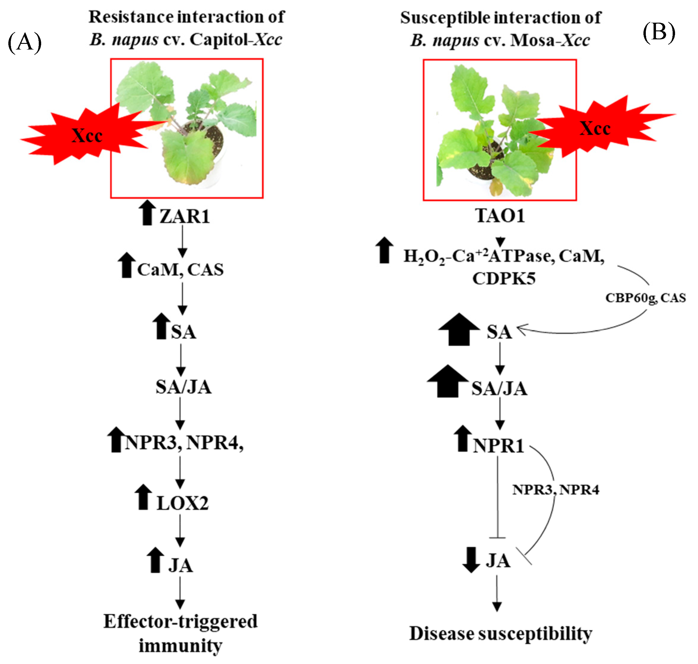 Plants 09 00303 g006