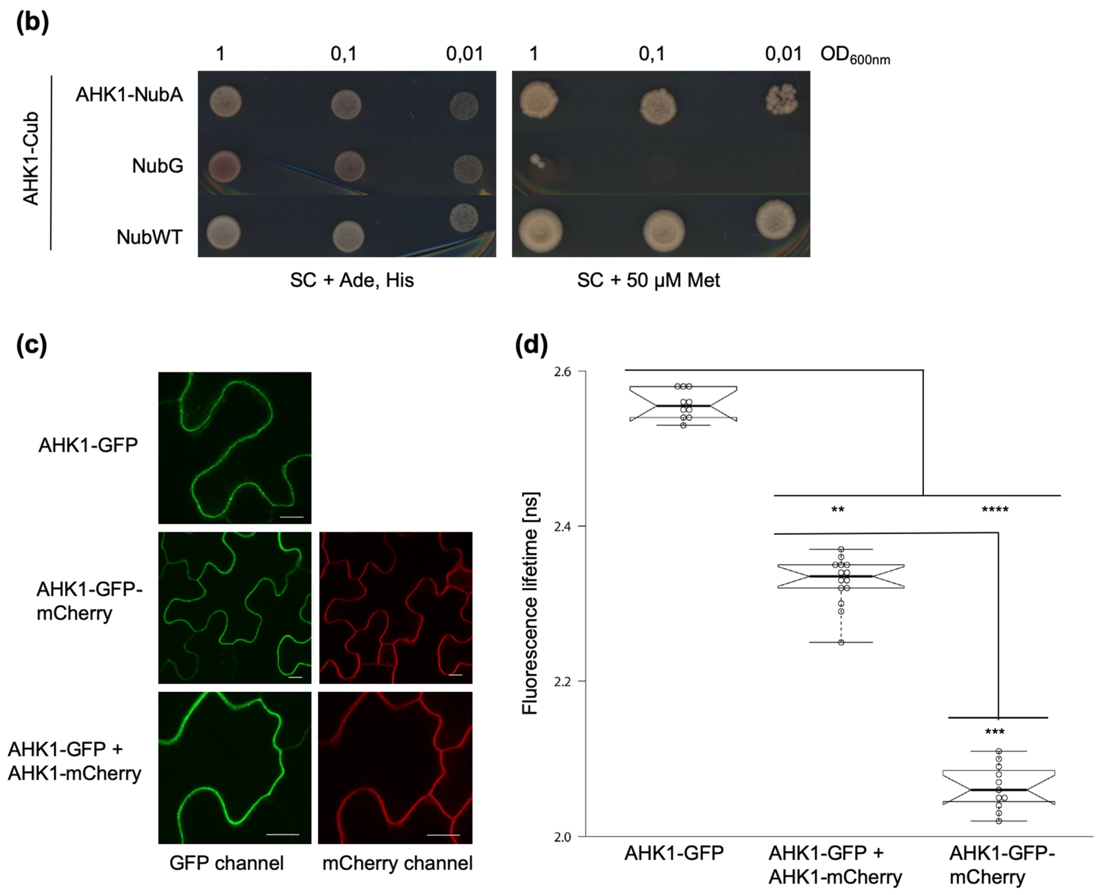 Plants 09 00304 g004b Plants 09 00304 g004b