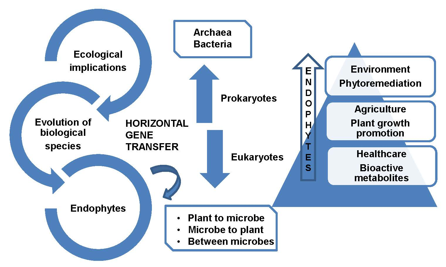 Plants Free FullText Horizontal Gene Transfer and Endophytes An