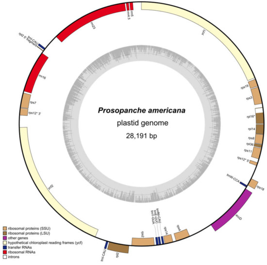 Plants Special Issue Plant Organelle Dna Maintenance