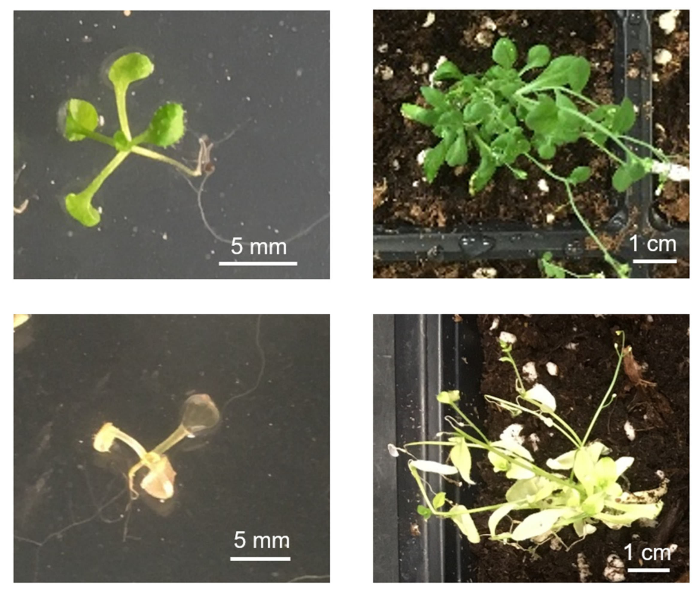 Plants 09 00307 g005 Plants 09 00307 g005