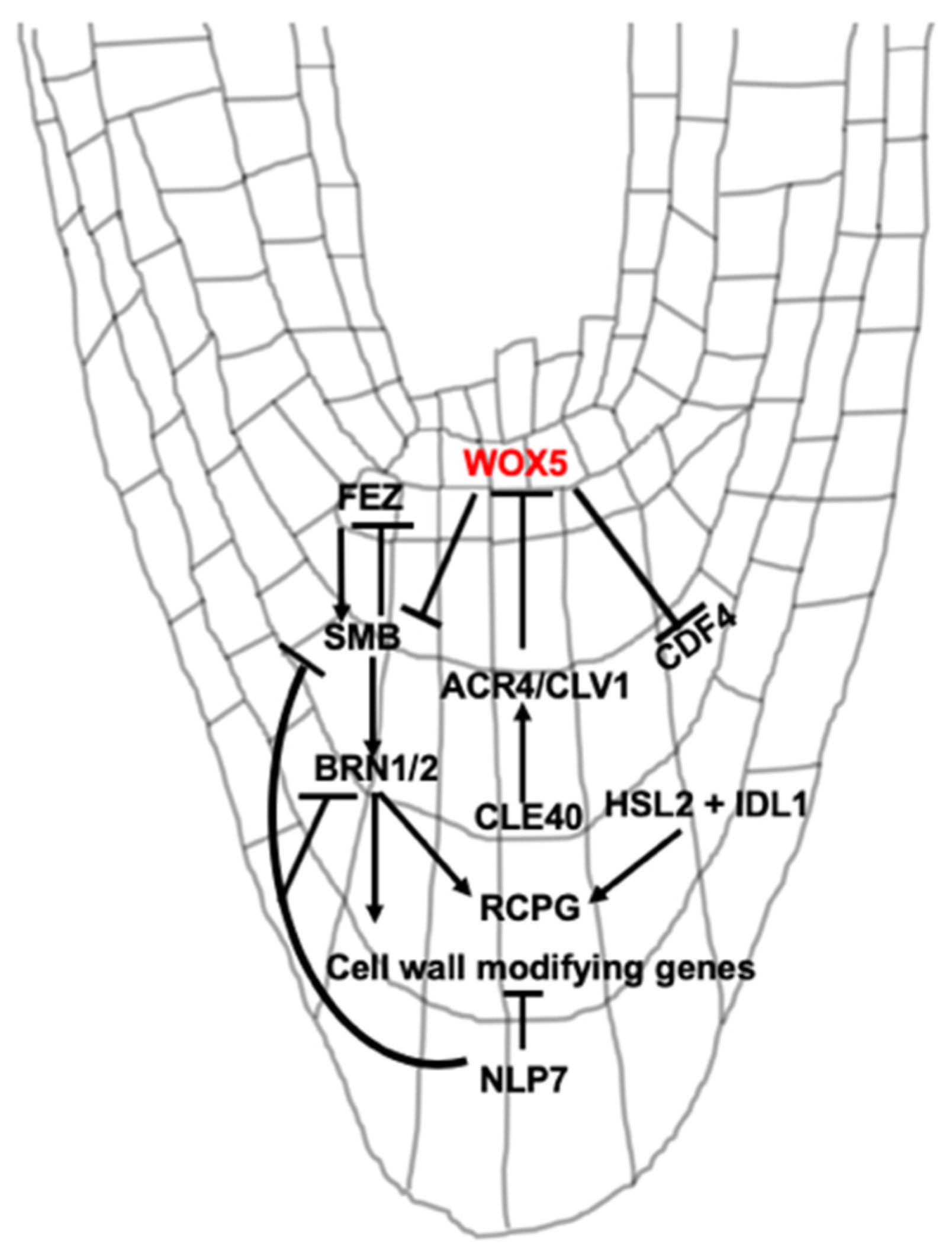 Plants 09 00308 g002