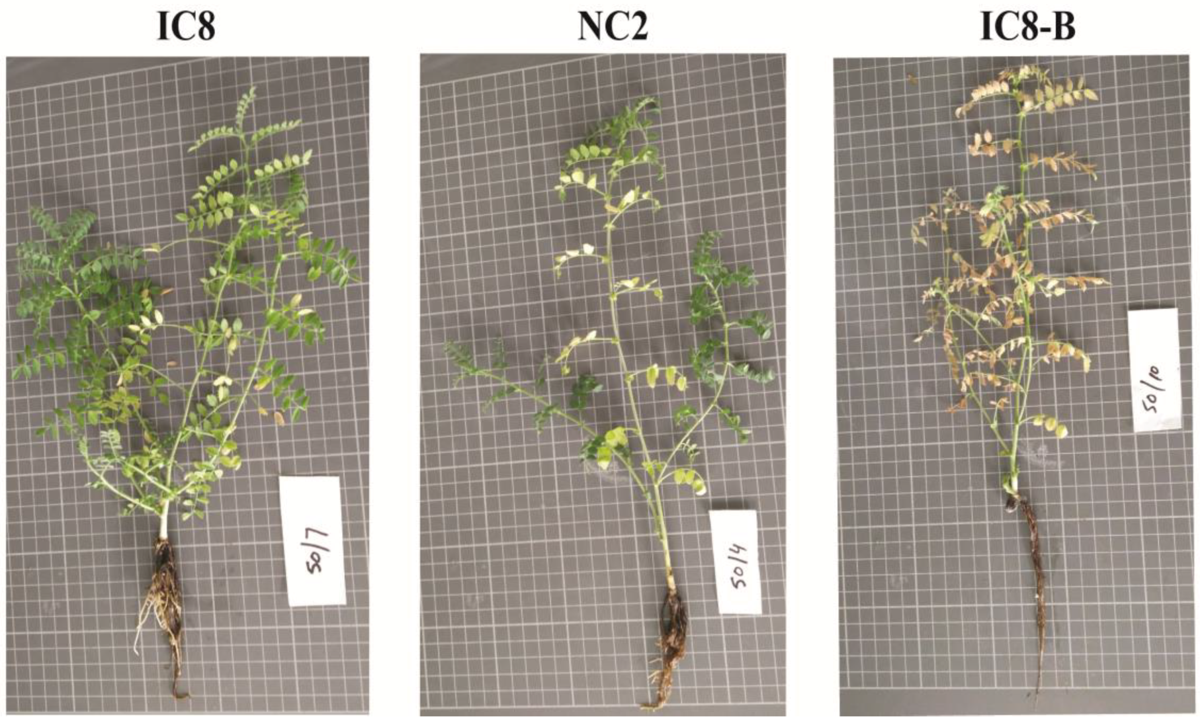 Plants 09 00310 g001