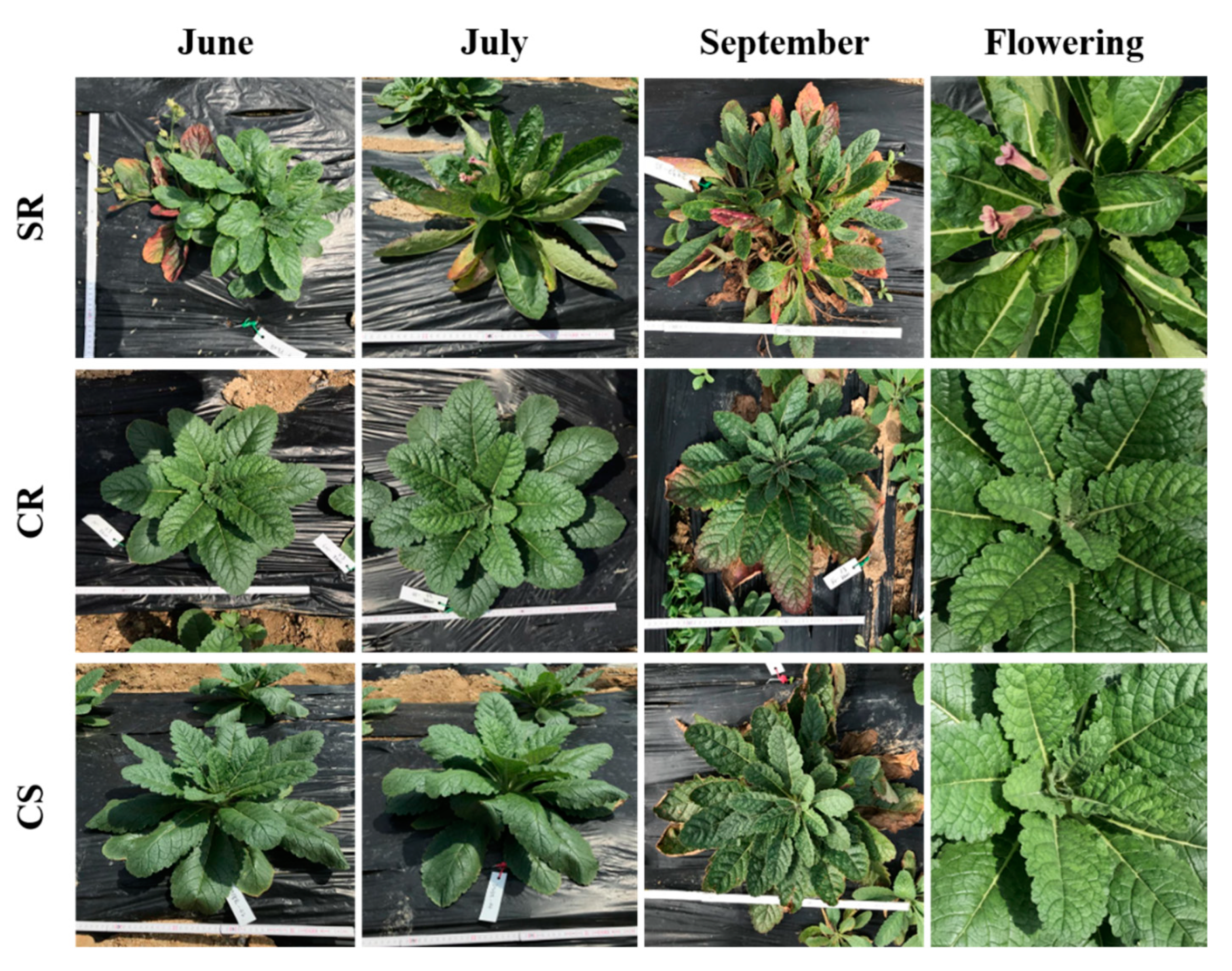 Plants 09 00317 g001