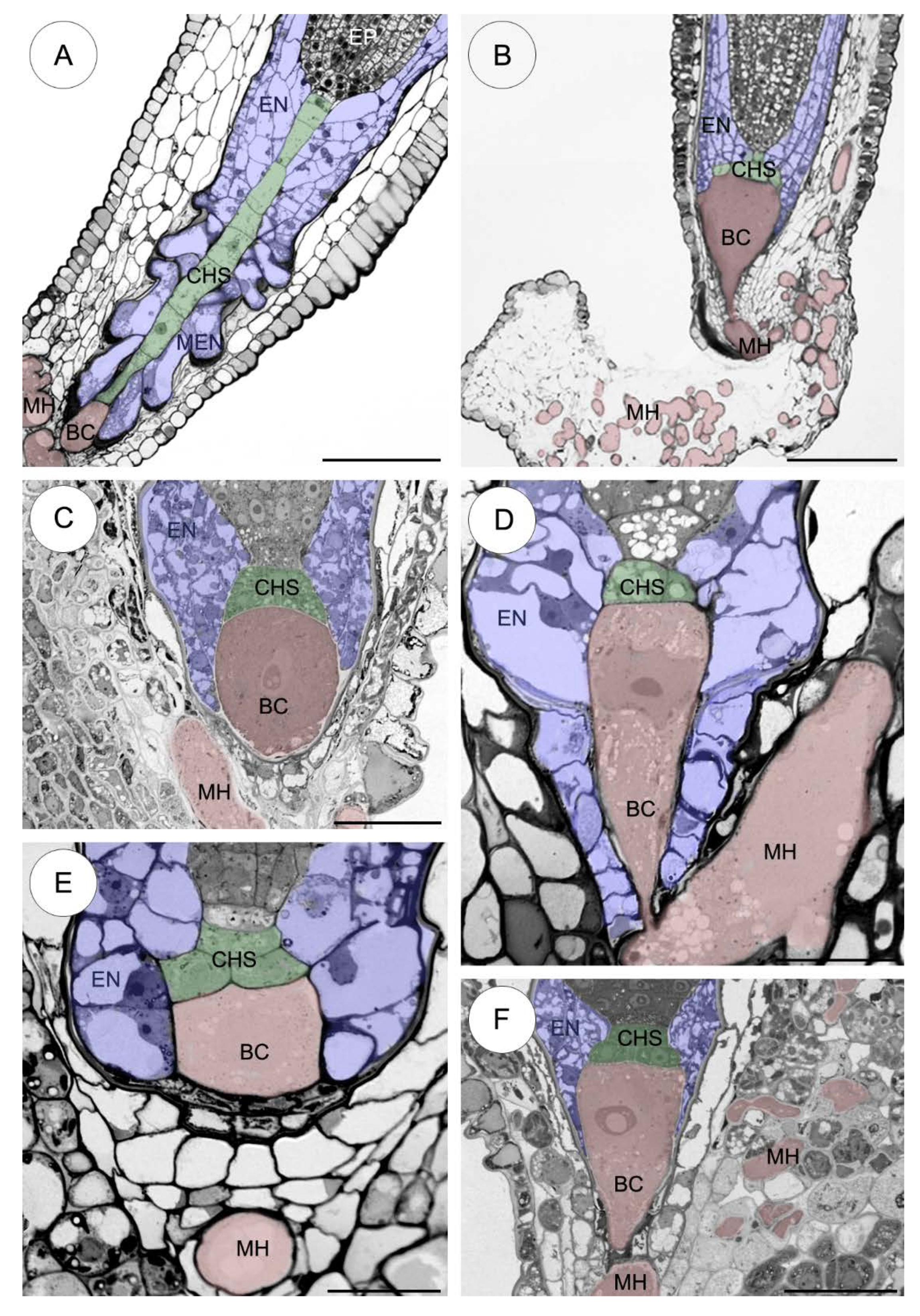 Plants 09 00320 g002 Plants 09 00320 g002
