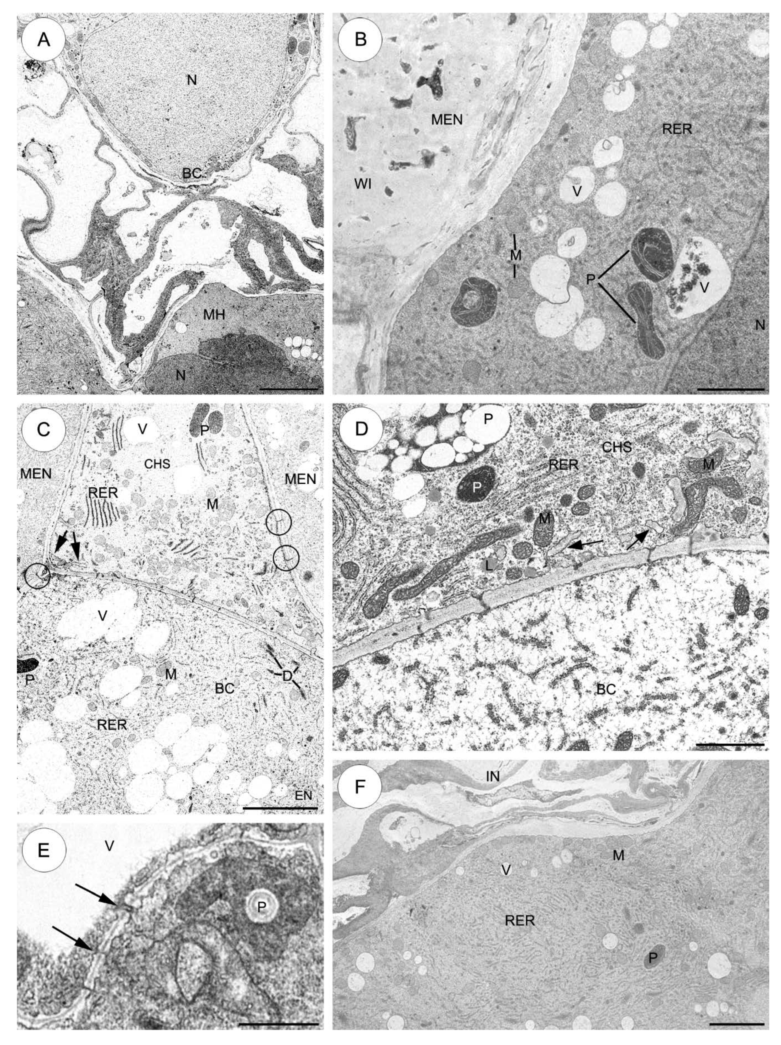 Plants 09 00320 g003 Plants 09 00320 g003