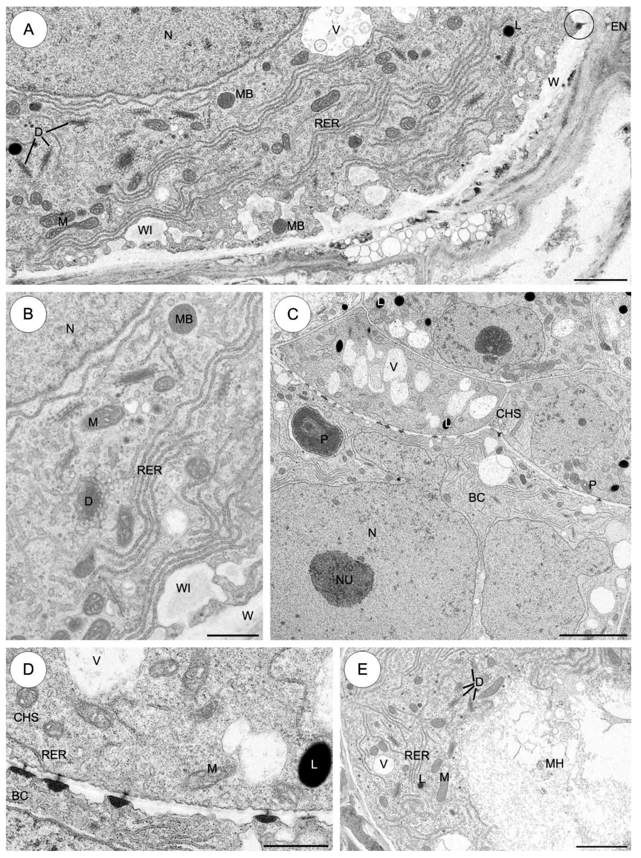Plants 09 00320 g007 Plants 09 00320 g007